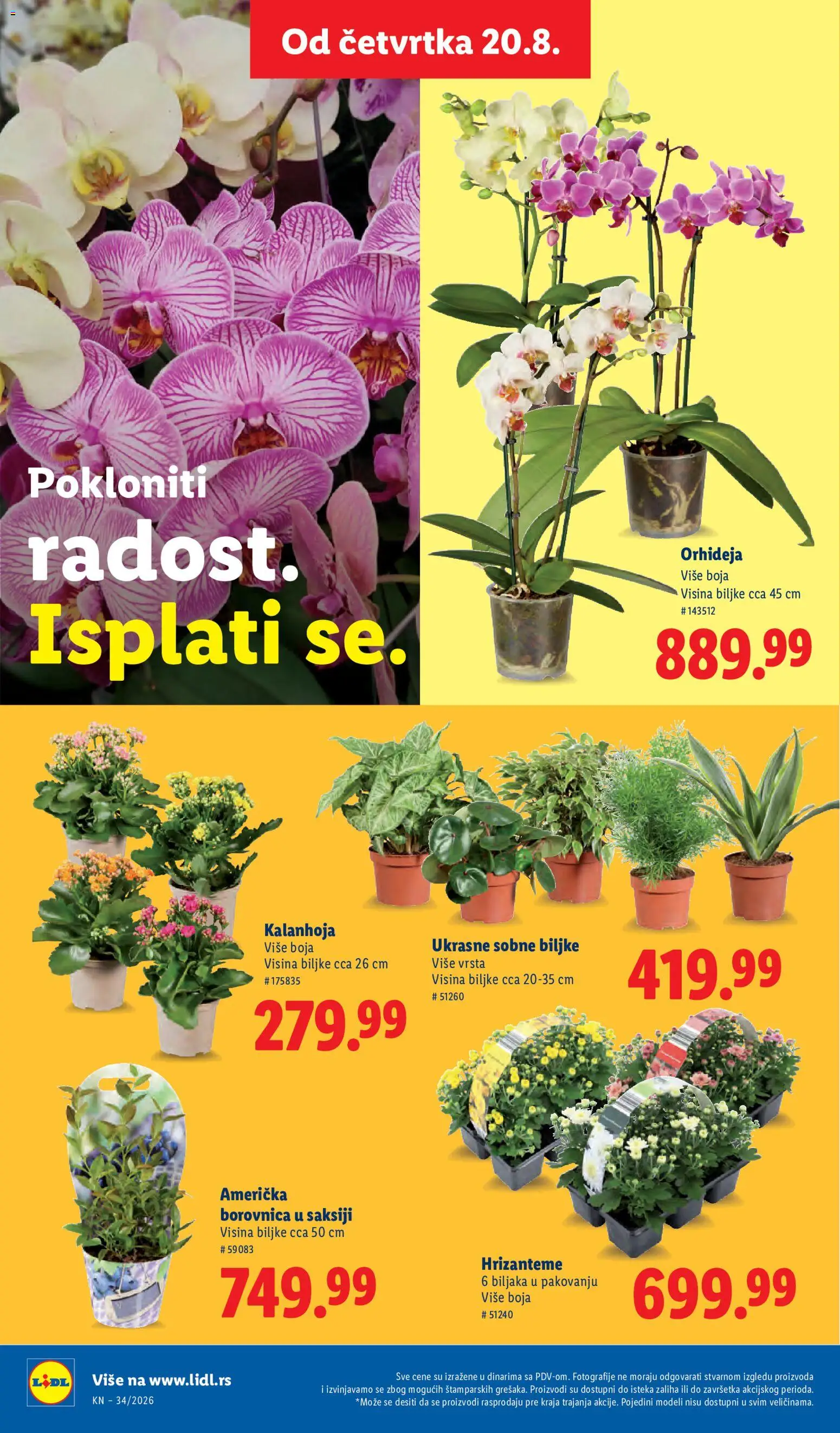 Lidl katalog - važi od 20.08.2026 | Strana: 78 | Proizvode: Kalanhoja, Borovnica, Sobne biljke, Orhideja