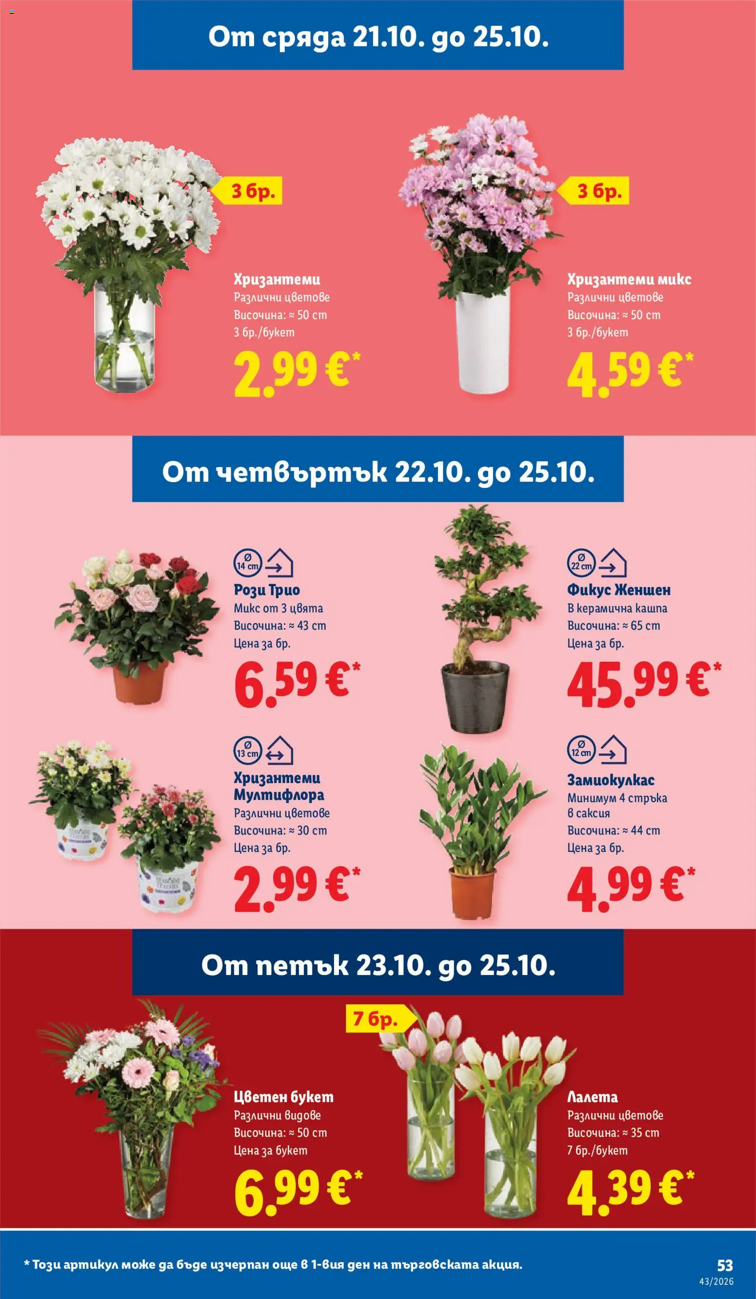 {H1} | Страница: 53 | Продукти: Лалета, Саксия