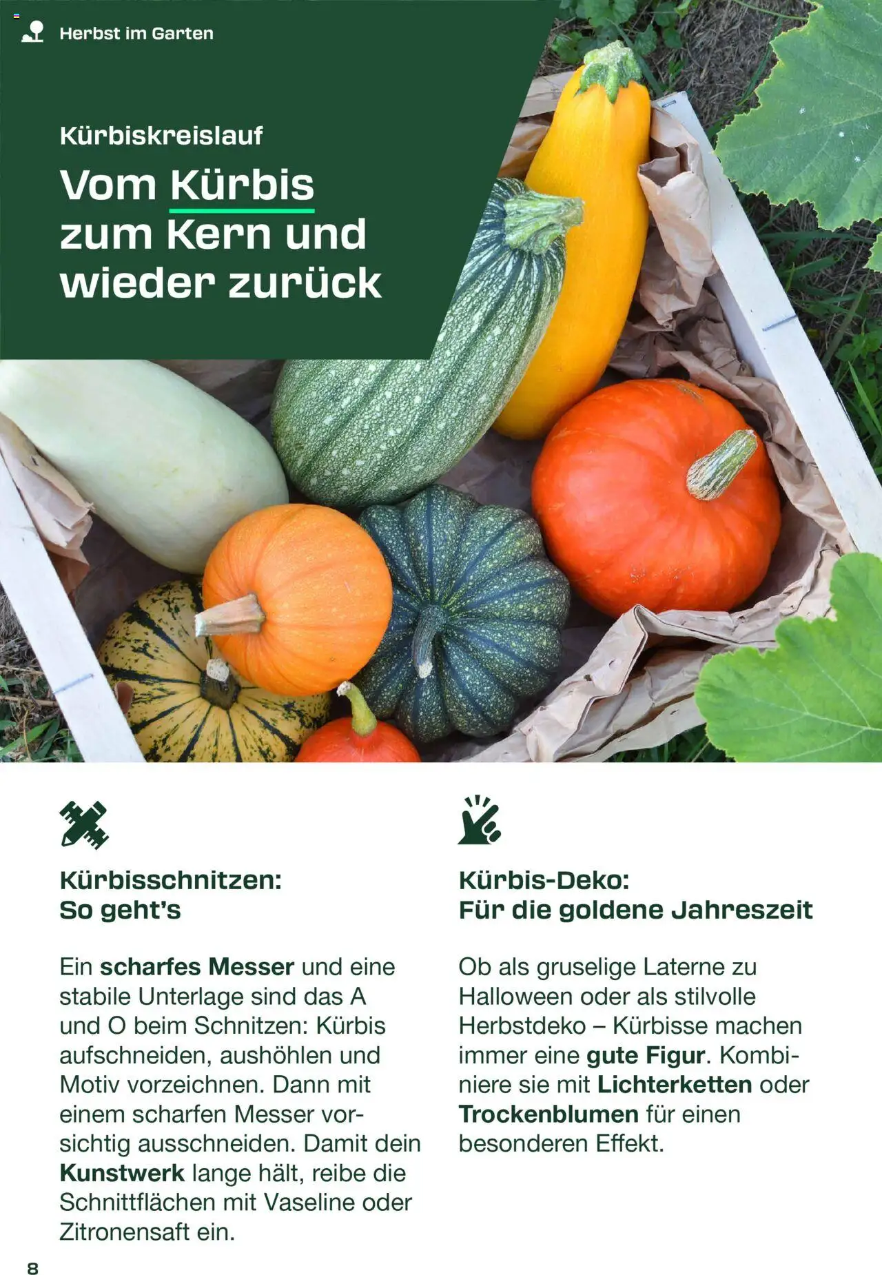 Lidl Parkside – gültig ab 31.07.2025 | Seite: 8 | Produkte: Kürbis
