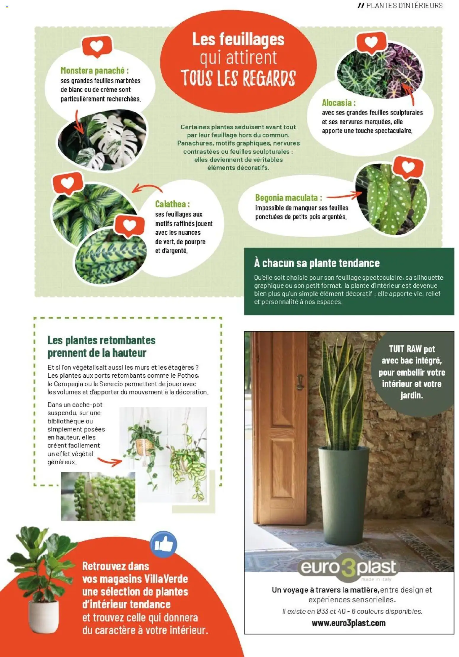 {H1} | Page: 29 | Produits: Calathea, Plantes, Panaché, Pois