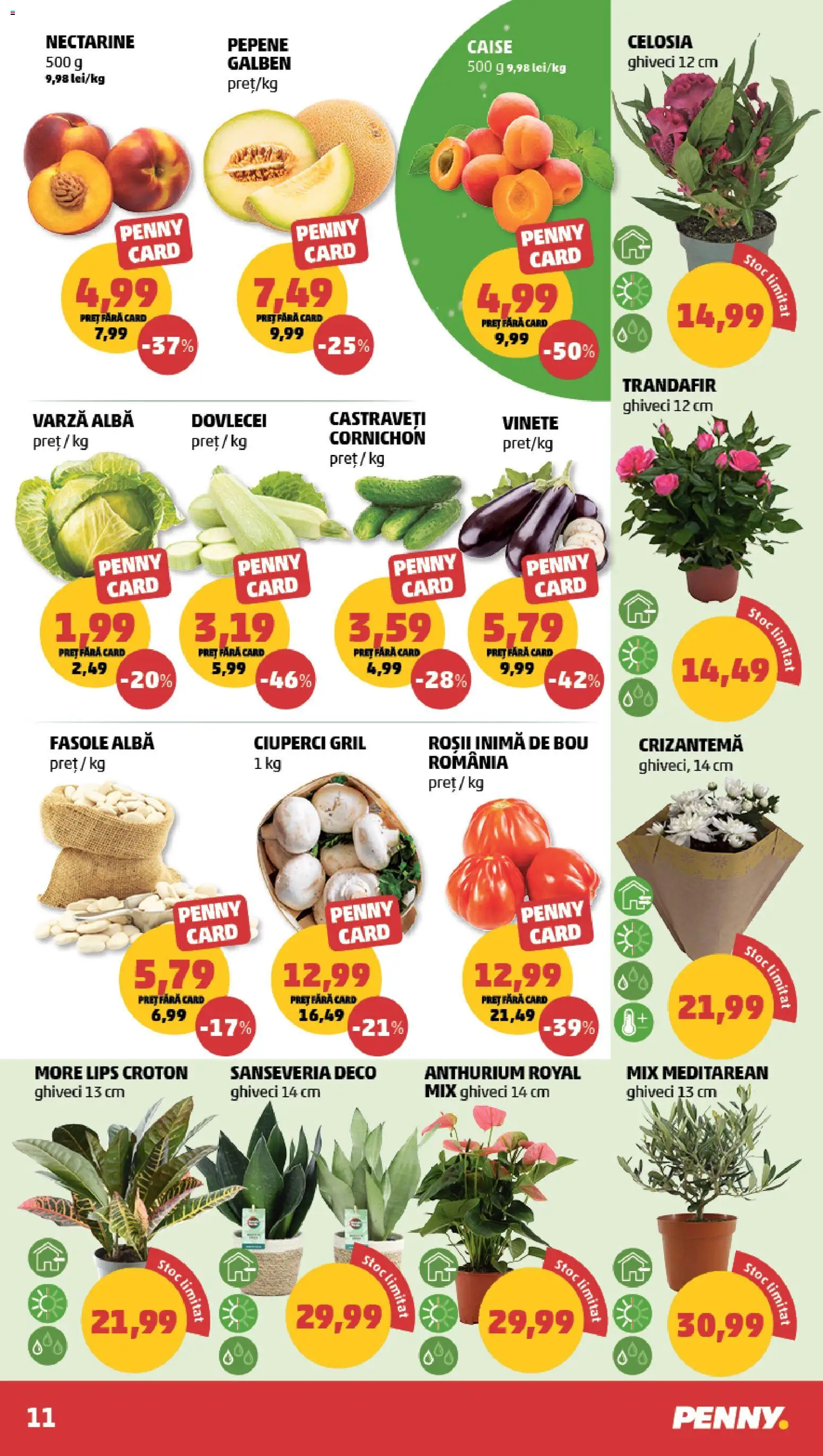 Noul catalog PENNY – valabil de la 17.06.2026 | Pagină: 11 | Produse: Trandafir, Ciuperci, Ahtapot, Fasole albă
