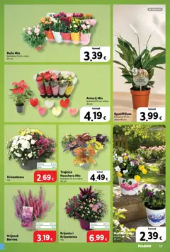 Plodine Katalog - Pregled kataloga iz trgovine Plodine, vrijedi od 16.09.2026 | Stranica: 17 | Proizvodi: Vrijesak, Loncanica, Ruza