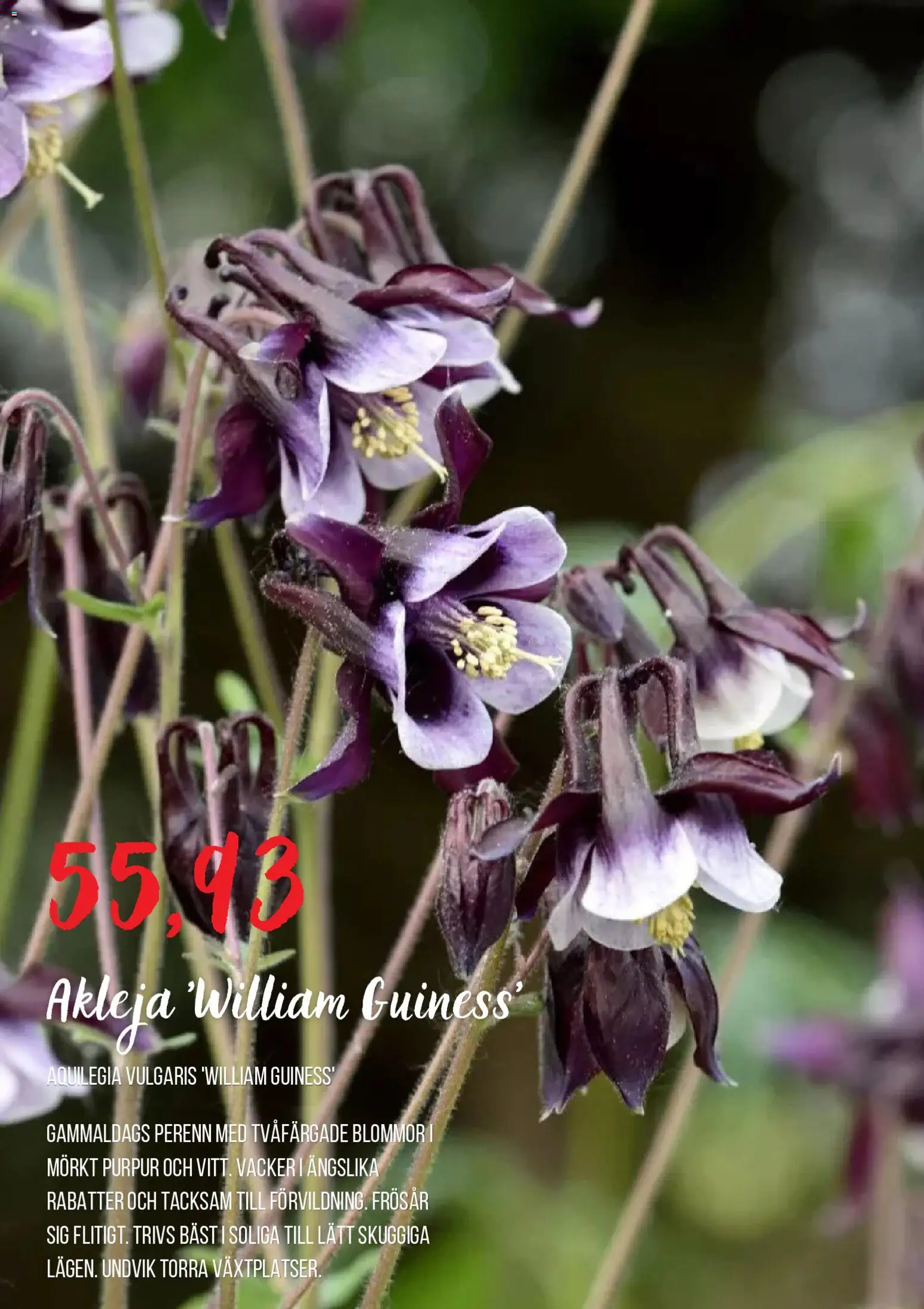 Blomsterlandet reklamblad aktuell från 01/09/2026 | Sida: 6 | Produkter: Blommor