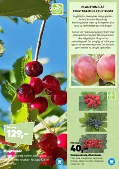Bilka - Have katalog gyldig fra 09.03.2026 | Side: 10 | Produkter: Blommer, Solbær