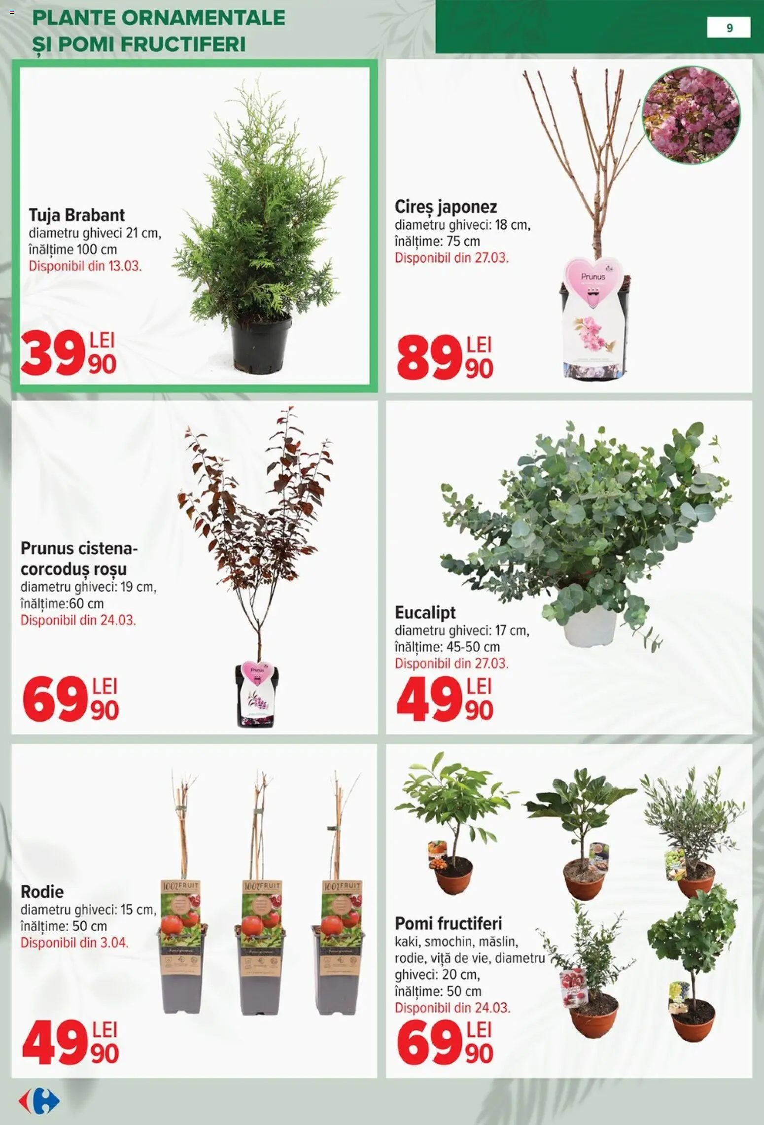 Noul catalog Carrefour – valabil de la 11.02.2026 | Pagină: 9 | Produse: Vită, Ghiveci