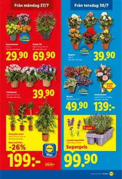 Lavendel angustifolia, 6-pack - Förhandsvisning av reklamblad från butik Lidl aktuell från 27/07/2026 | Sida: 19 | Produkter: Lavendel