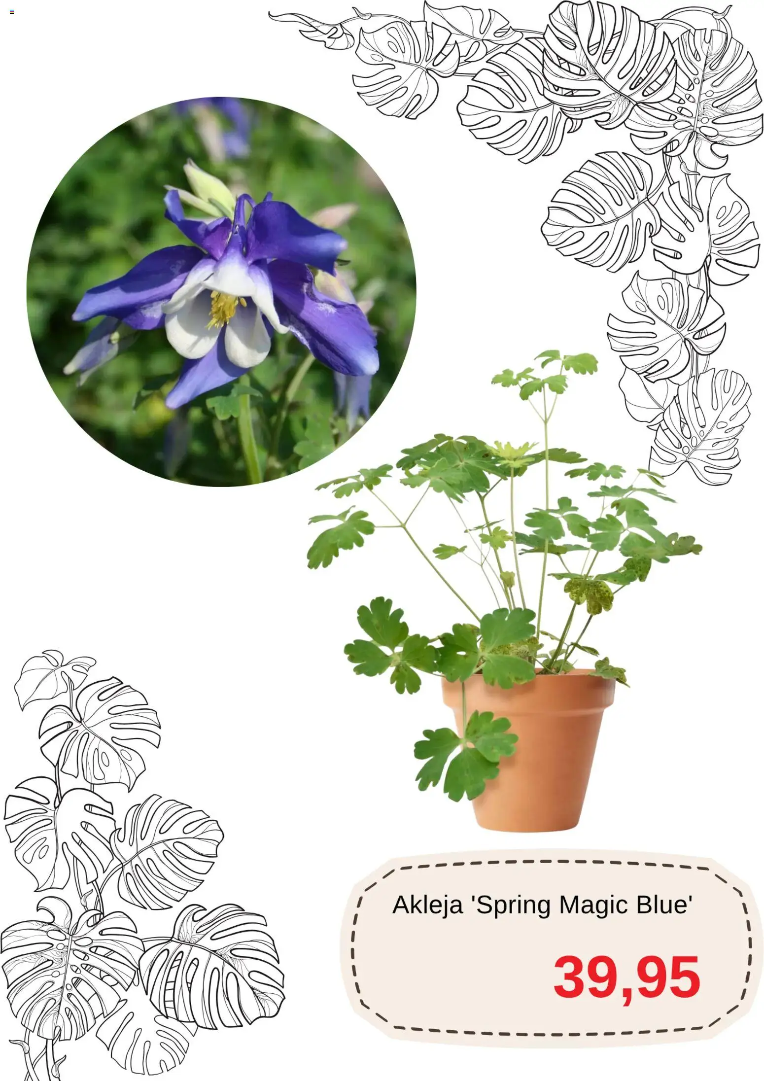 Blomsterlandet reklamblad aktuell från 22/09/2026 | Sida: 2