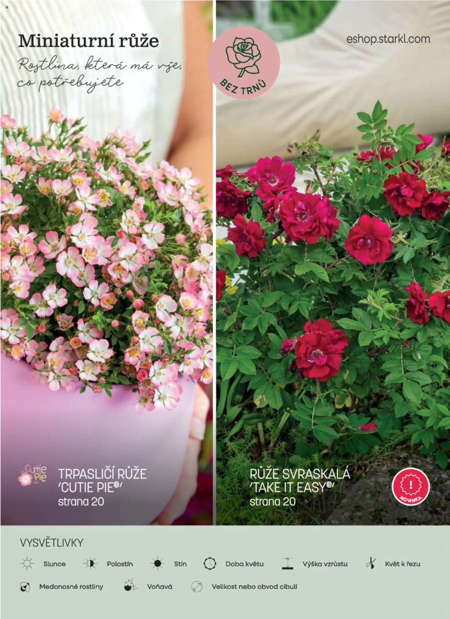 Starkl katalog Podzim 2026 od 01.09.2026 | Strana: 36 | Produkty: Rostliny