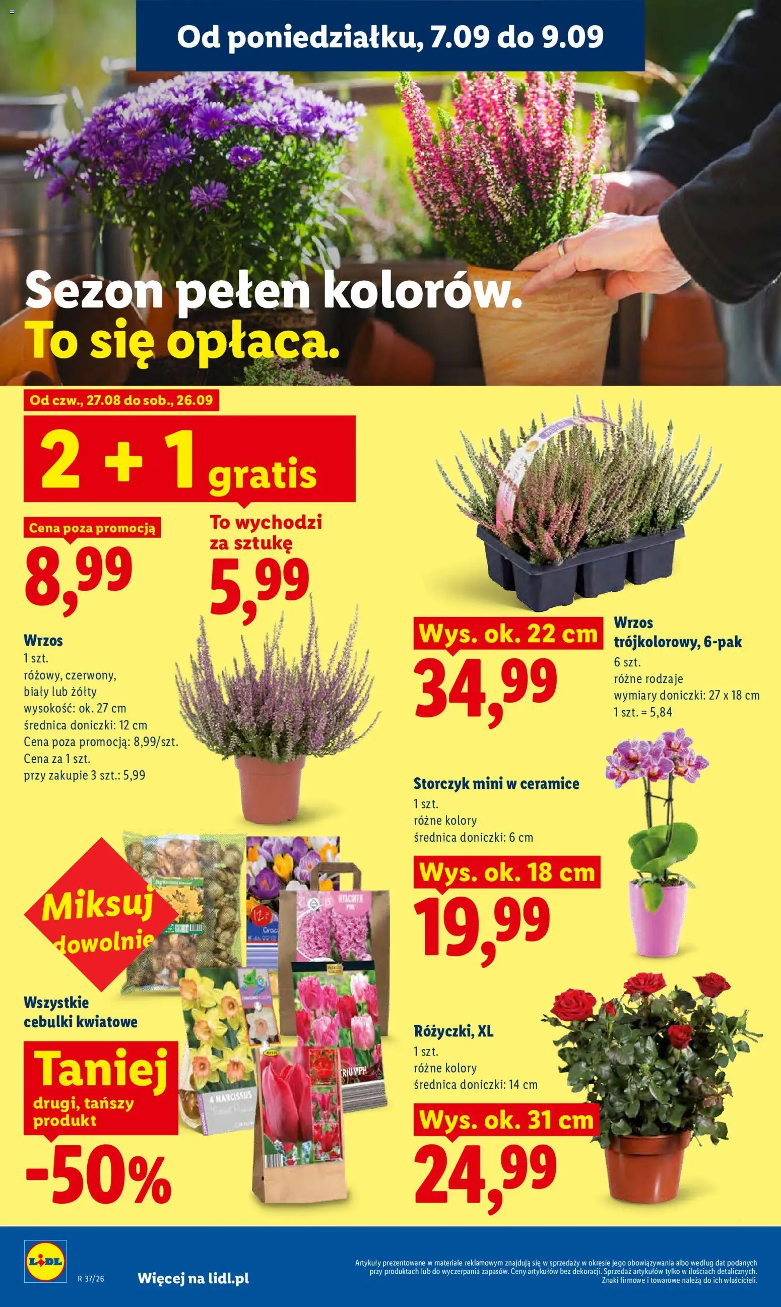 Lidl Polsko leták od 07.09.2026 | Strana: 82 | Produkty: Storczyk