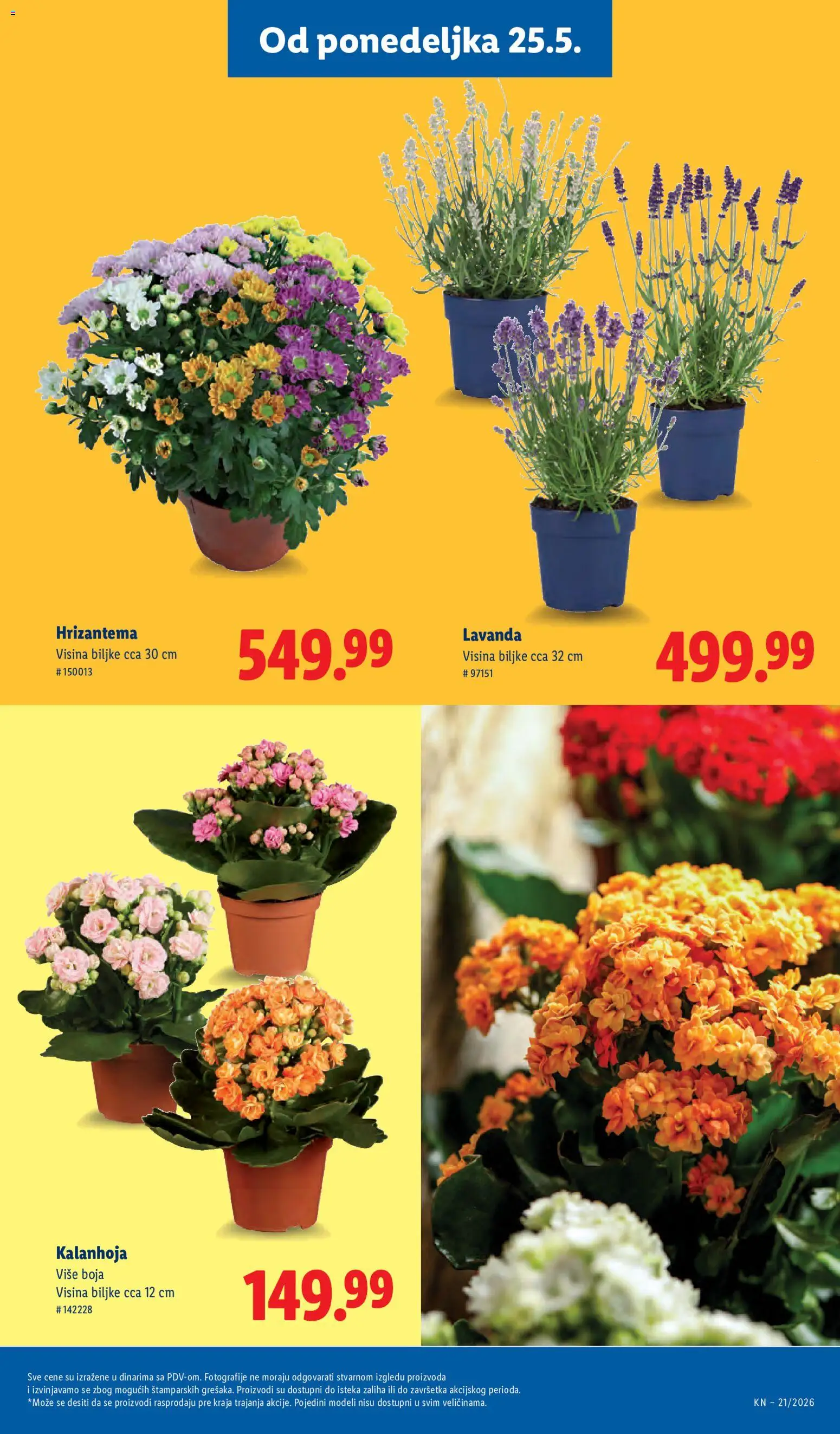 Lidl katalog - važi od 21.05.2026 | Strana: 65 | Proizvode: Kalanhoja, Hrizantema