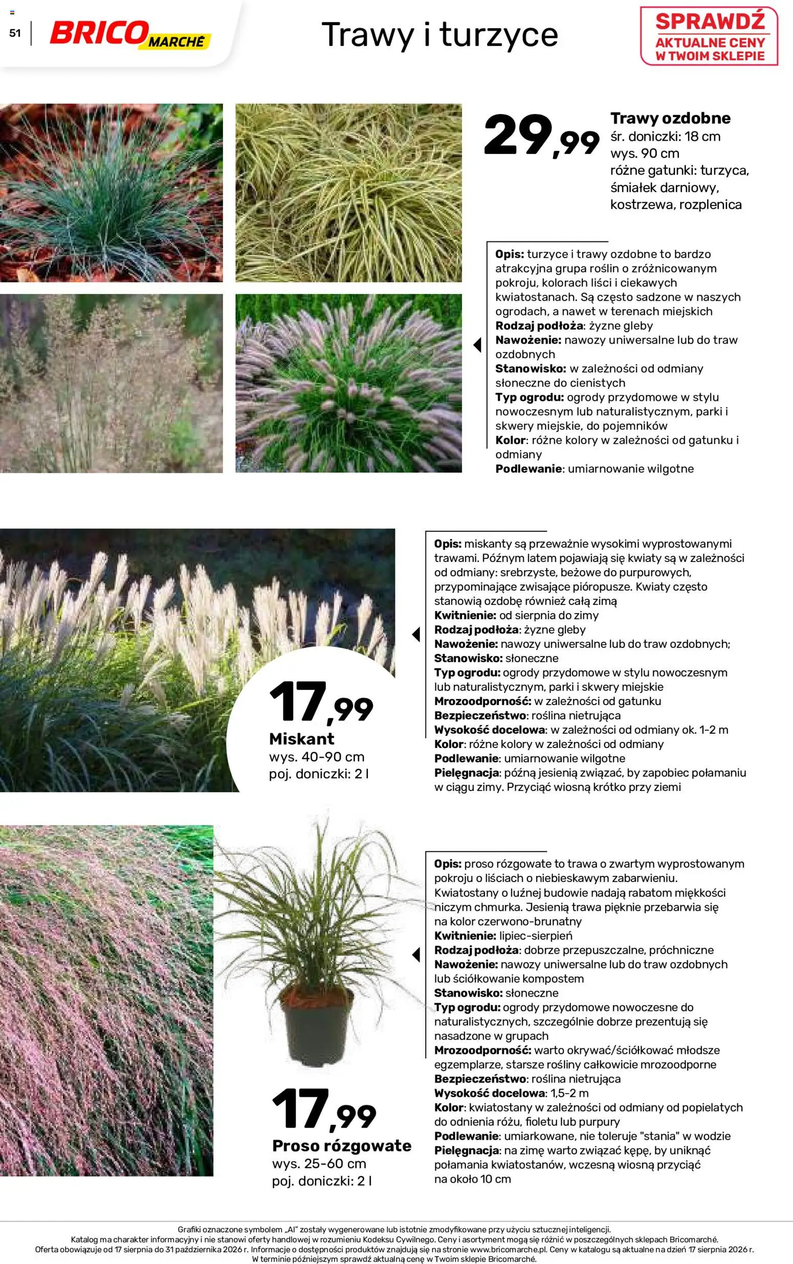 Brico Marché gazetka - Jesienne Inspiracje od 17.08.2026 | Strona: 51 | Produkty: Trawy, Rosliny, Doniczki, Kwiaty