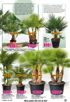 Ofertele Hornbach valabile de la 06.04.2026 | Pagină: 3 | Produse: Ghiveci