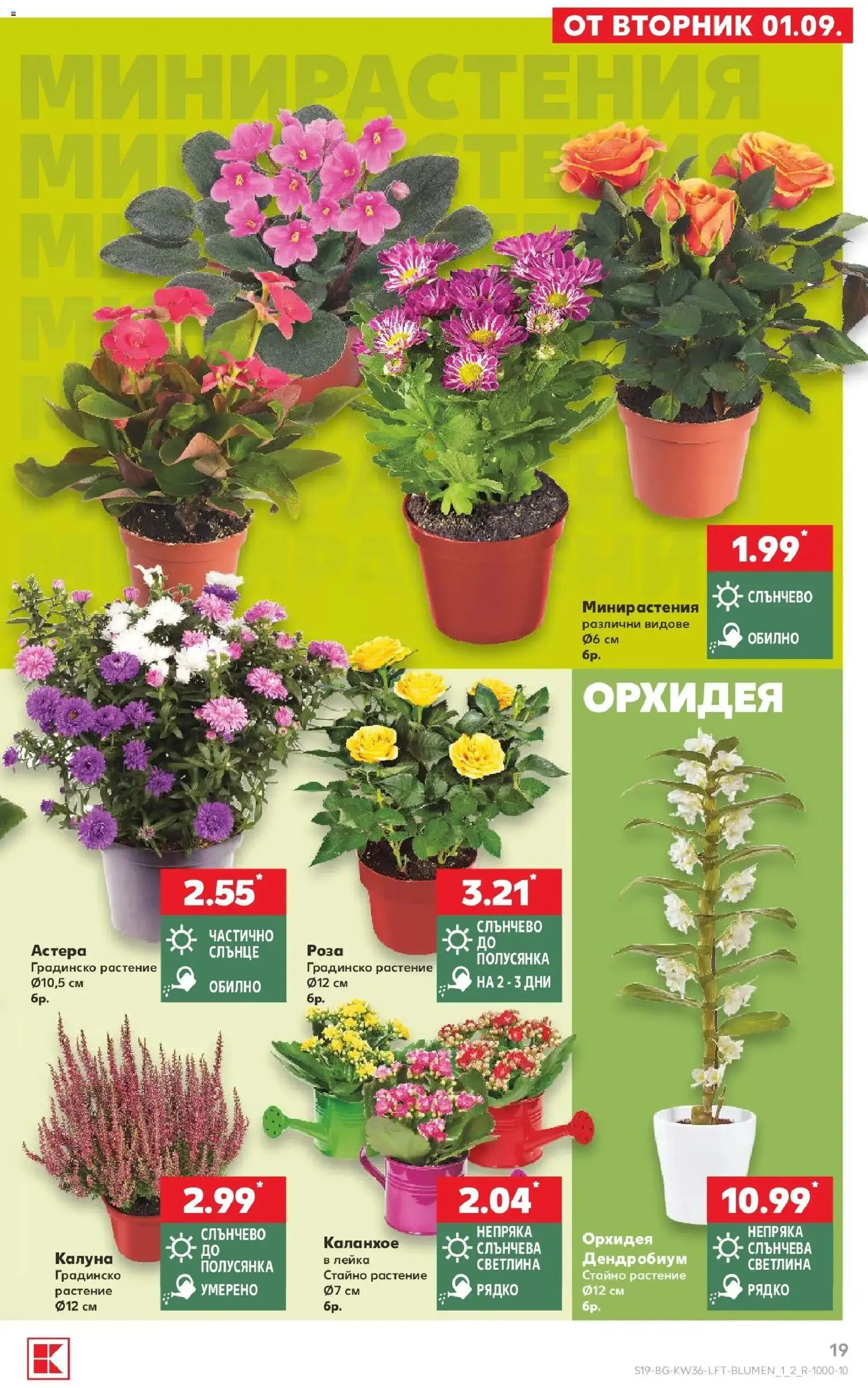 Нова Кауфланд брошура София - Седмични оферти от Kaufland с валидност до 06.09.2026 от 31.08.2026 | Страница: 19 | Продукти: Орхидея, Роза, Лейка