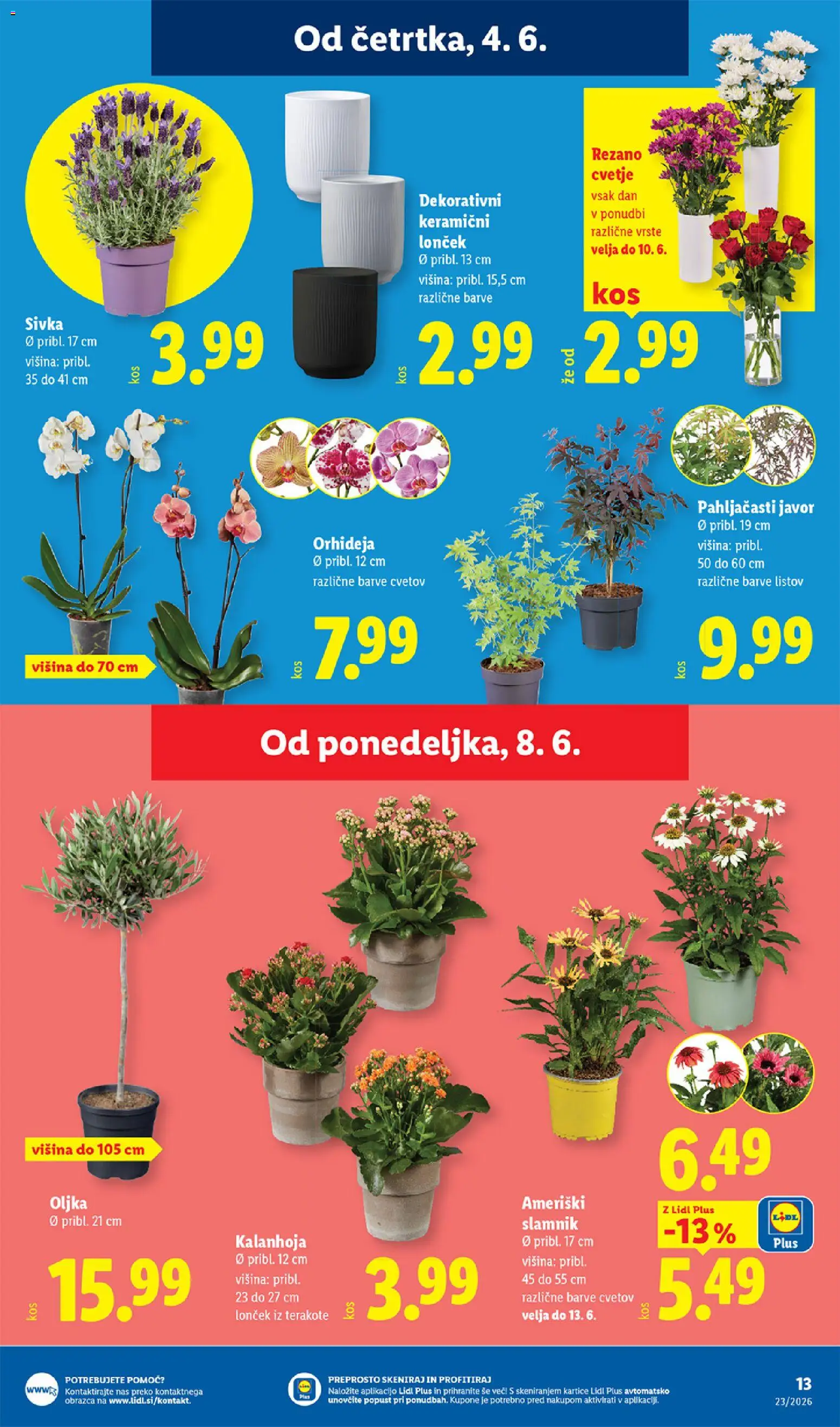 Novi Lidl katalog ponudbe – veljaven od 04.06.2026 | Stran: 31 | Izdelki: Cvetje