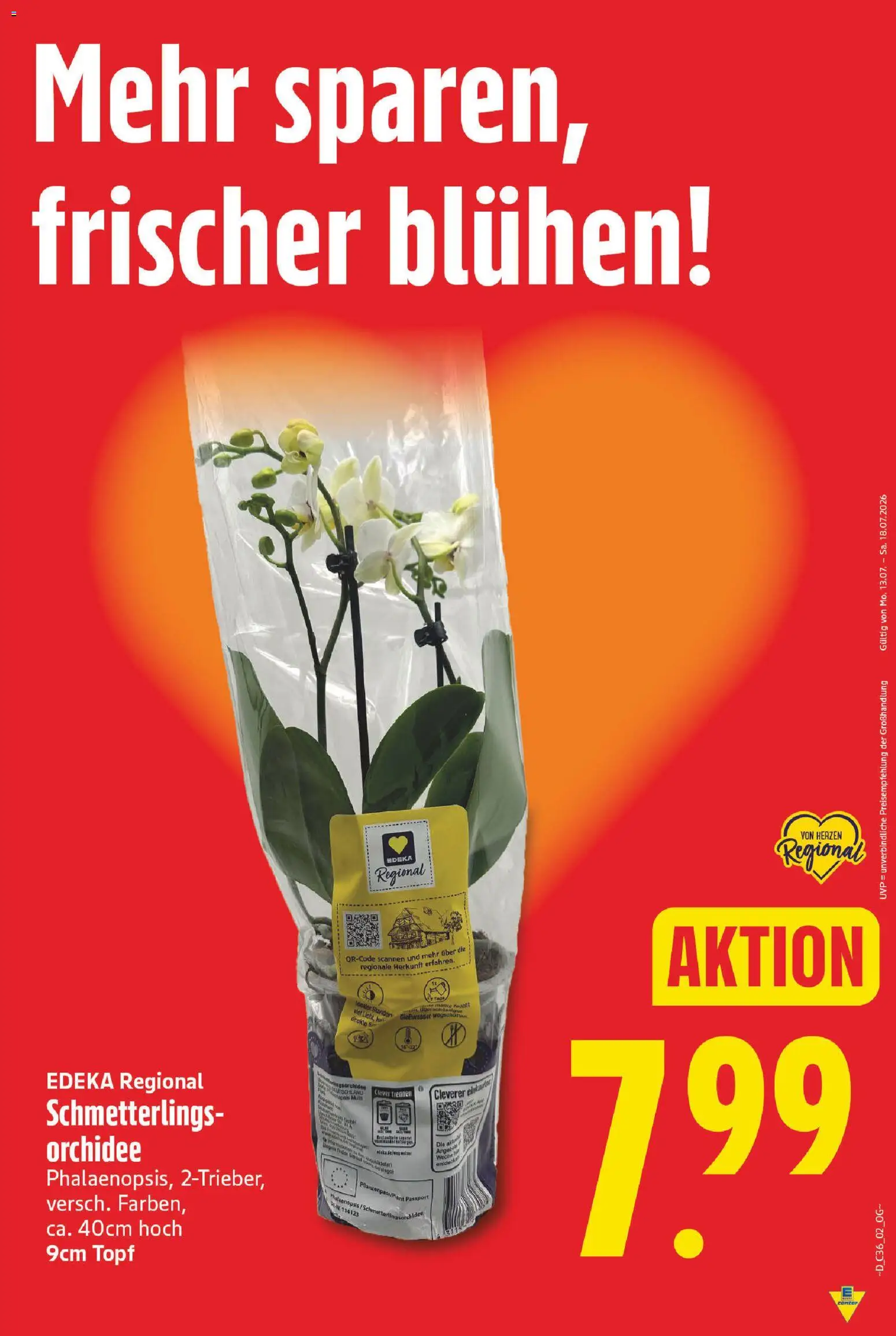 E center Prospekt – gültig ab 31.08.2026 | Seite: 5 | Produkte: Orchidee