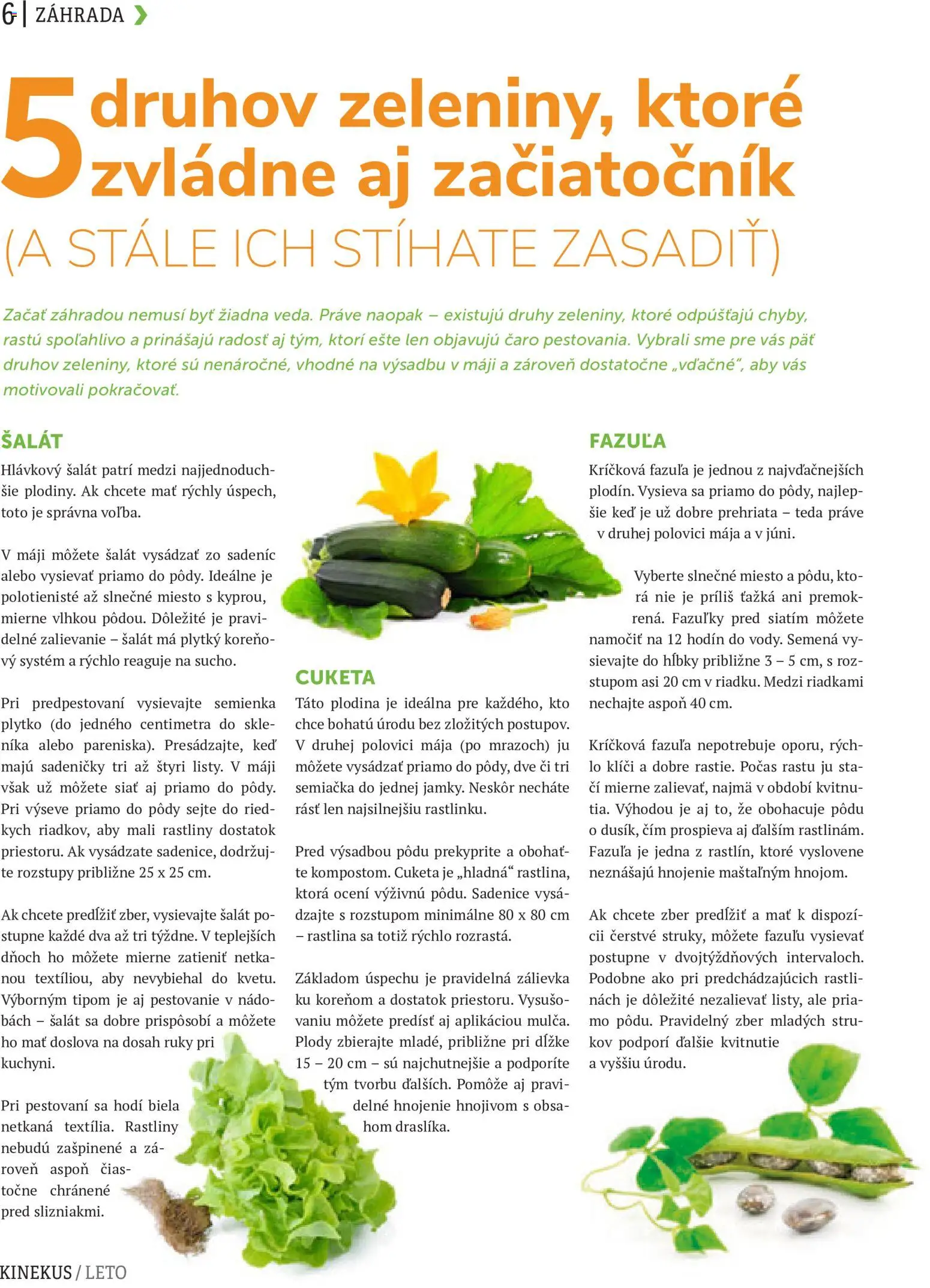 Nové Kinekus akcie – leták je platný od 10.06.2026 | Strana: 6 | Produkty: Fazuľa, Caro, Šalát, Cuketa