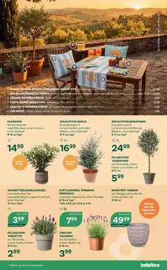 bellaflora Flugblatt - Villach, Wien, Vösendorf ab 23.04.2026 gültig | Seite: 5 | Produkte: Kissen