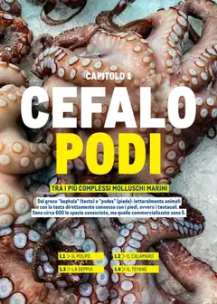 Anteprima del volantino IL POLPO, Cephalopod mollusk. valido a partire dal 30.06.2025 | Pagina: 12 | Prodotti: Polpo, Totano