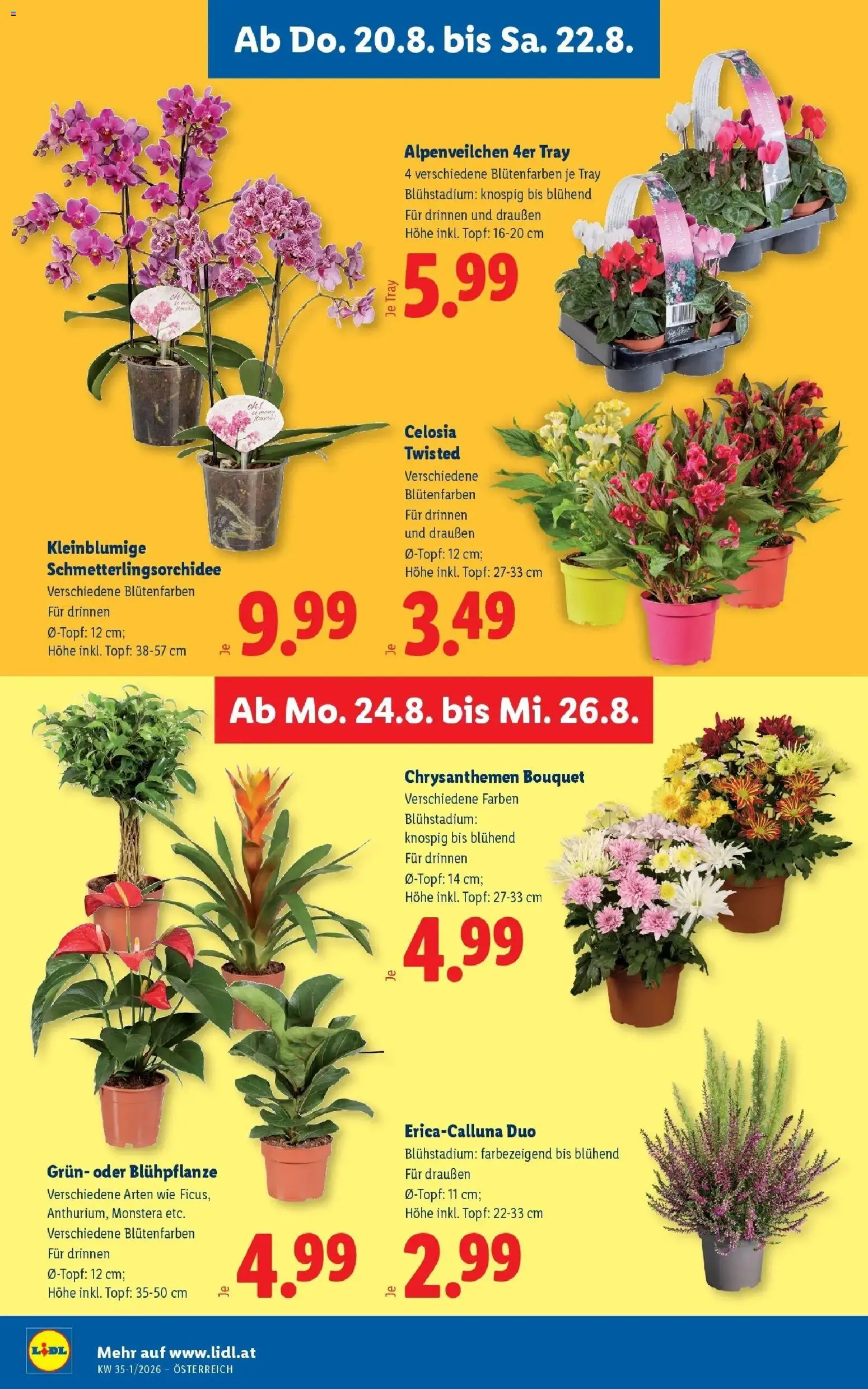 Lidl Flugblatt - Fohnsdorf ab 16.08.2026 - Angebote ab donnerstag | Seite: 30