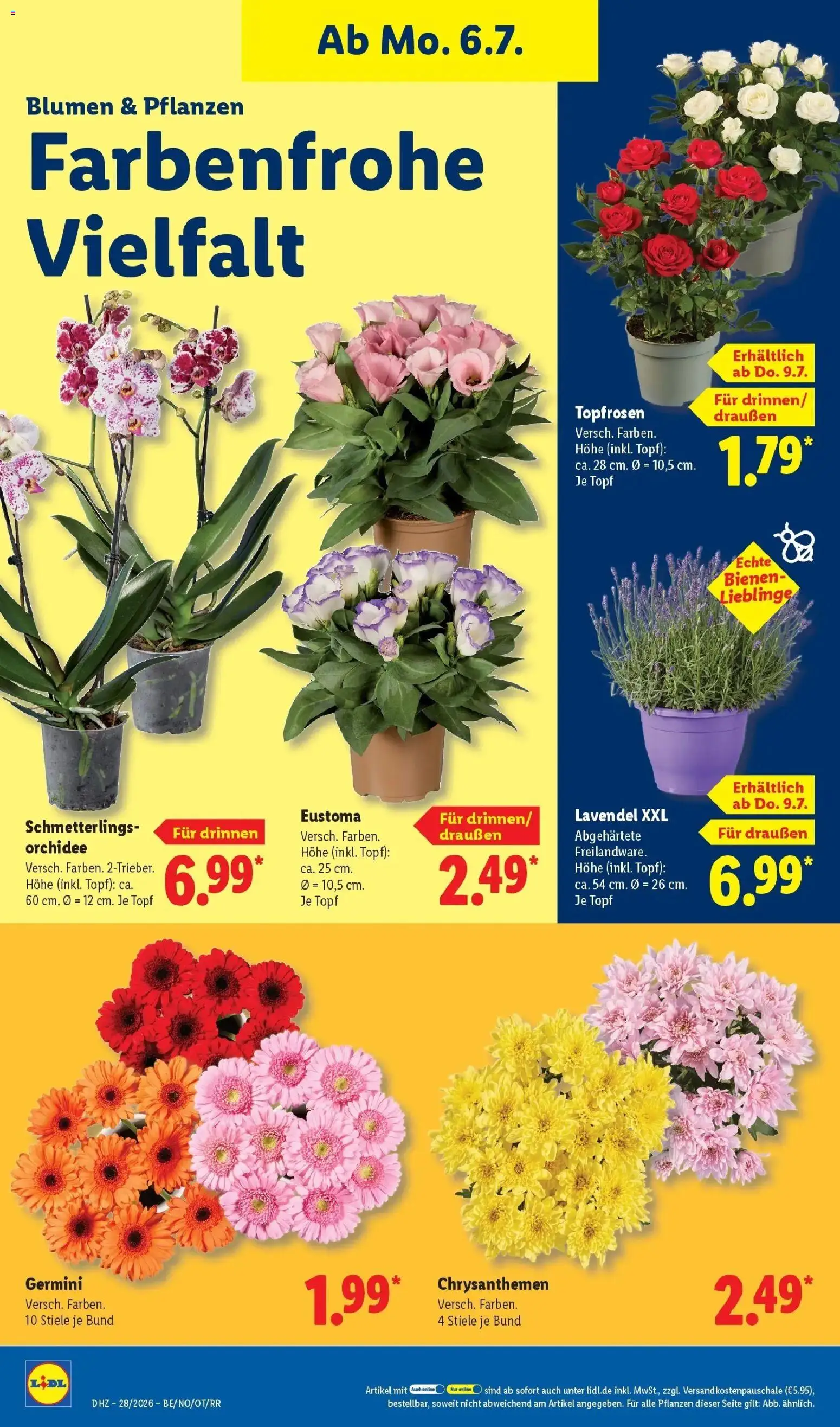 Lidl Prospekt Wahlstedt – gültig ab 06.07.2026 | Seite: 22 | Produkte: Orchidee, Blumen, Lavendel