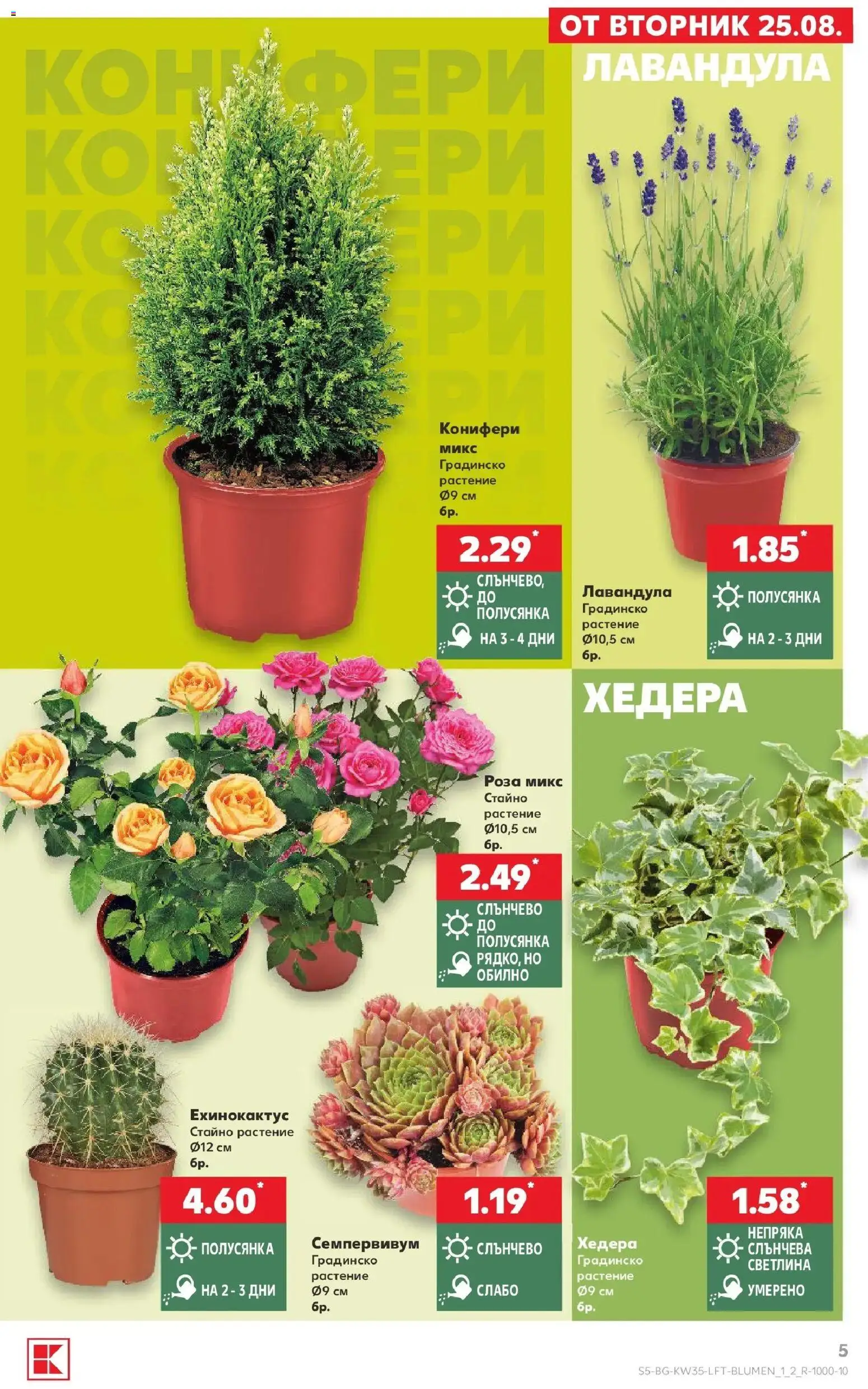 Нова Кауфланд брошура Враца - Топ оферти с Kaufland с валидност до 30.08.2026 от 24.08.2026 | Страница: 5 | Продукти: Роза