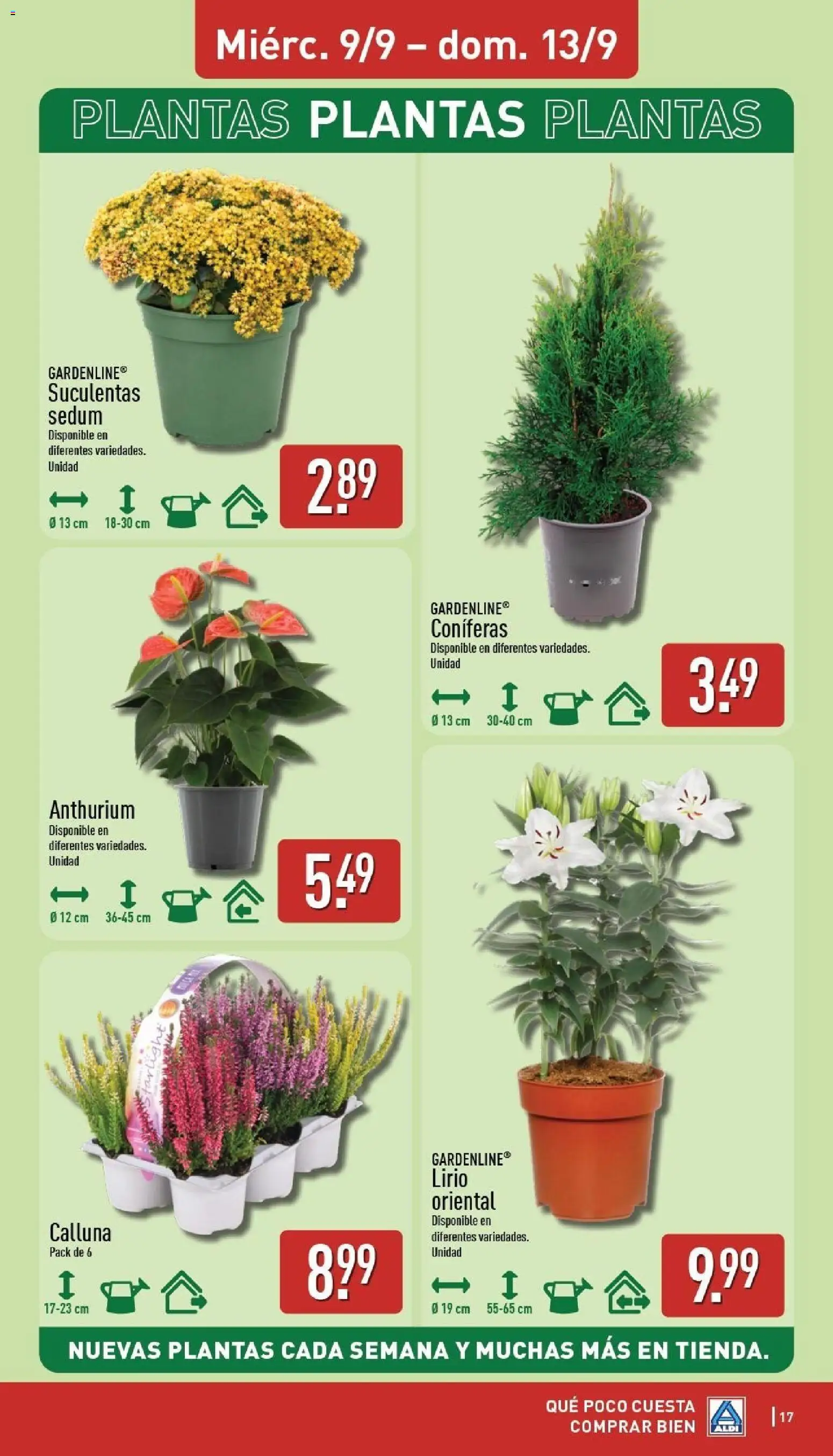 Aldi folleto Baleares │ válido desde el 07/09/2026 | Página: 17