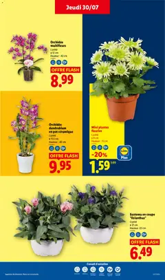 LIDL - Prévisualisation de Mini plantes fleuries, L'unité, Ø 8 cm, Hauteur : 15 cm valide à partir de 30/07/2026 | Page: 29