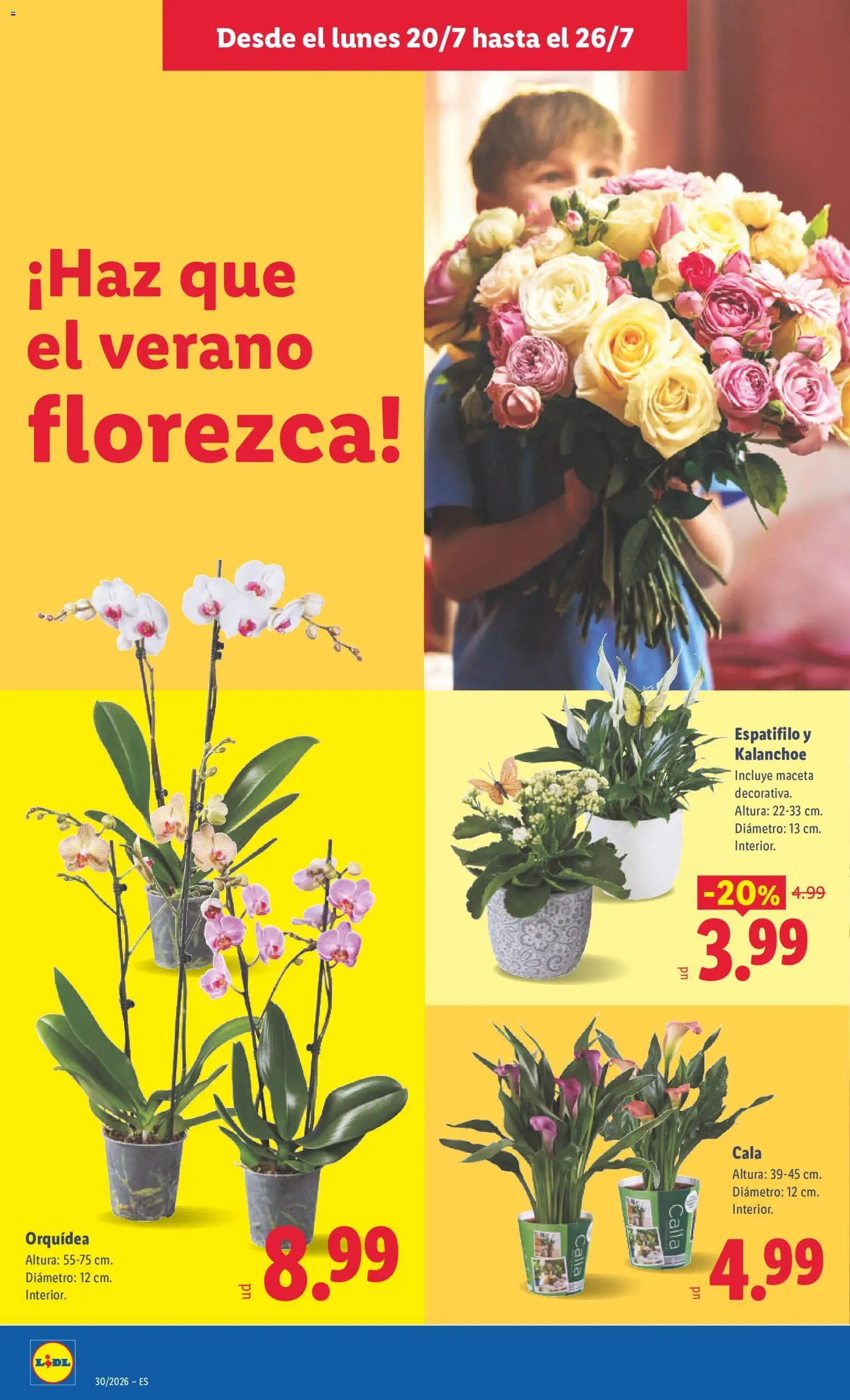 Lidl folleto │ válido desde el 20/07/2026 | Página: 48 | Productos: Orquídea, Maceta