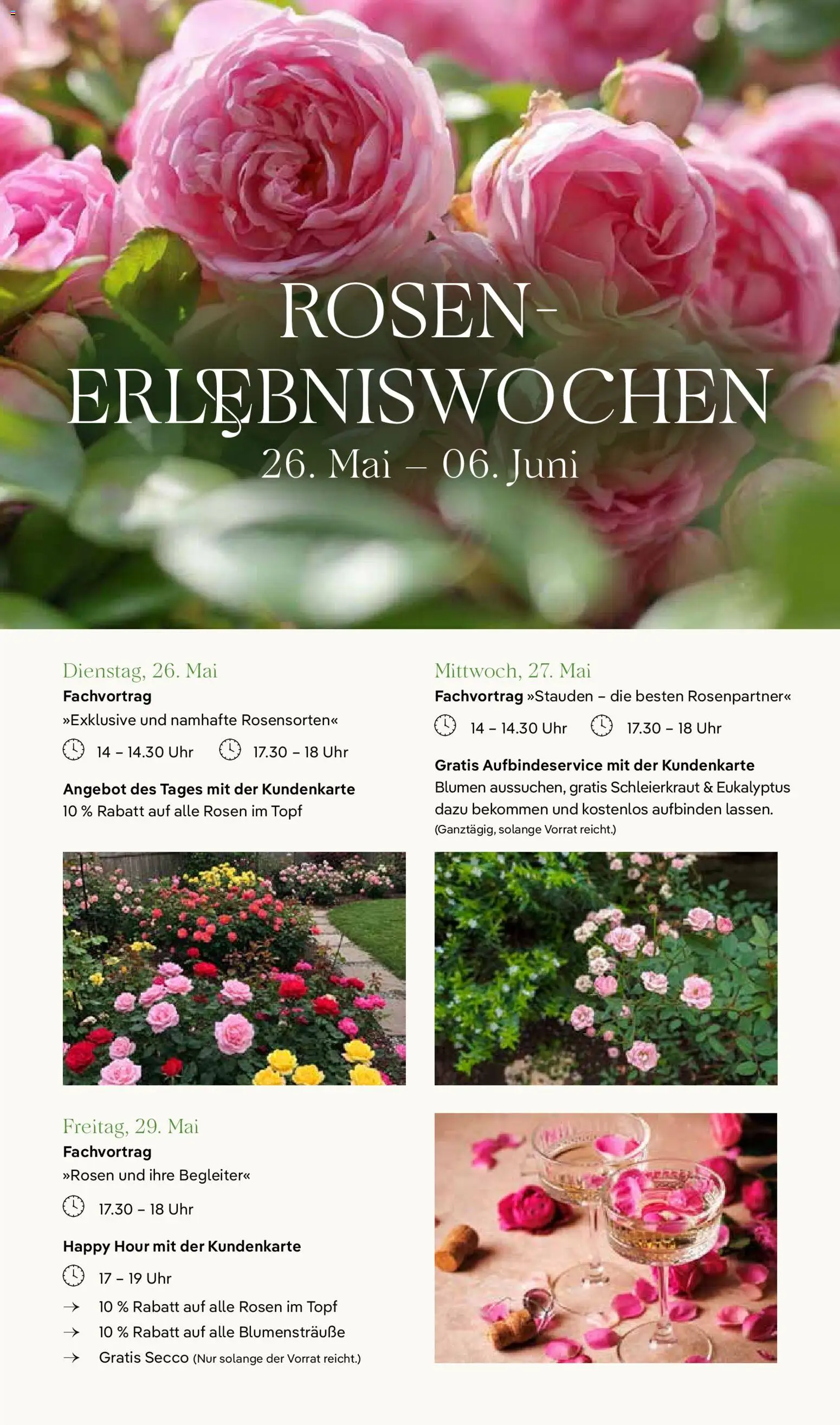 Pflanzen-Kölle Prospekt – gültig ab 26.05.2026 | Seite: 8 | Produkte: Blumen, Uhr