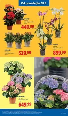 Orhideja, Više boja, Visina biljke cca 45 cm #150012 - pregled Lidl kataloga - važi od 14.05.2026 | Strana: 63 | Proizvode: Kalanhoja, Orhideja