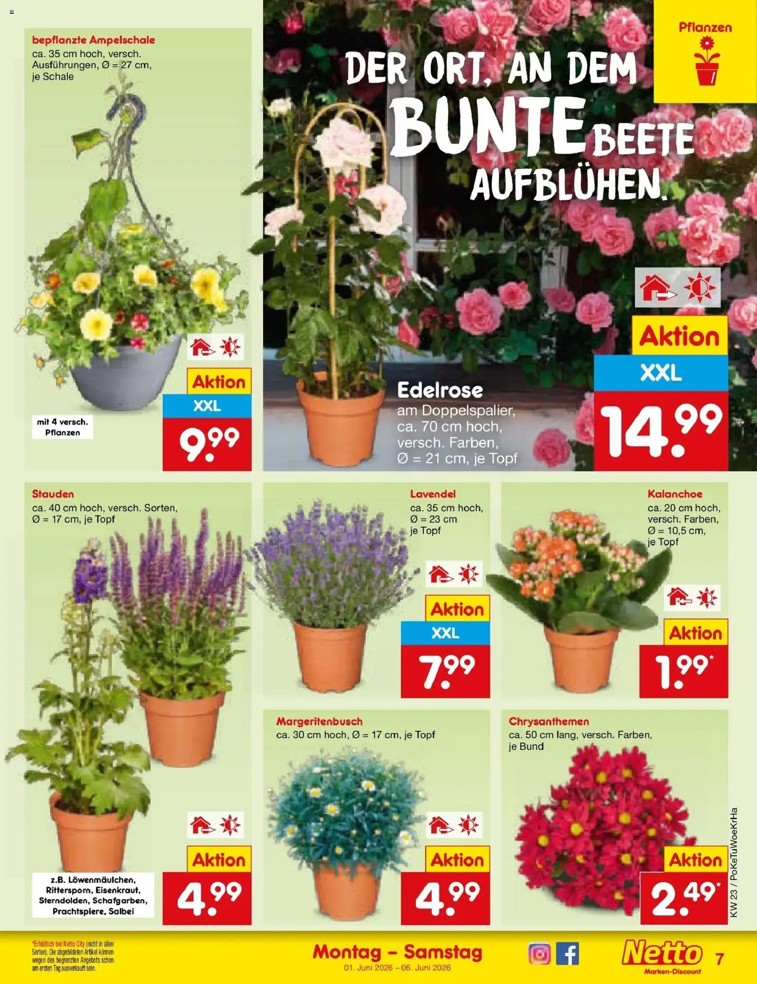 Netto Marken-Discount Prospekt Lahr-Langenwinkel – gültig ab 01.06.2026 | Seite: 7 | Produkte: Lavendel
