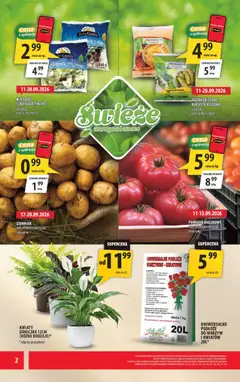 Pogląd oferty "Arhelan gazetka" - ważna od 11.09.2026 | Strona: 2 | Produkty: Pomidor, Mix sałat, Kwiaty, Owoce