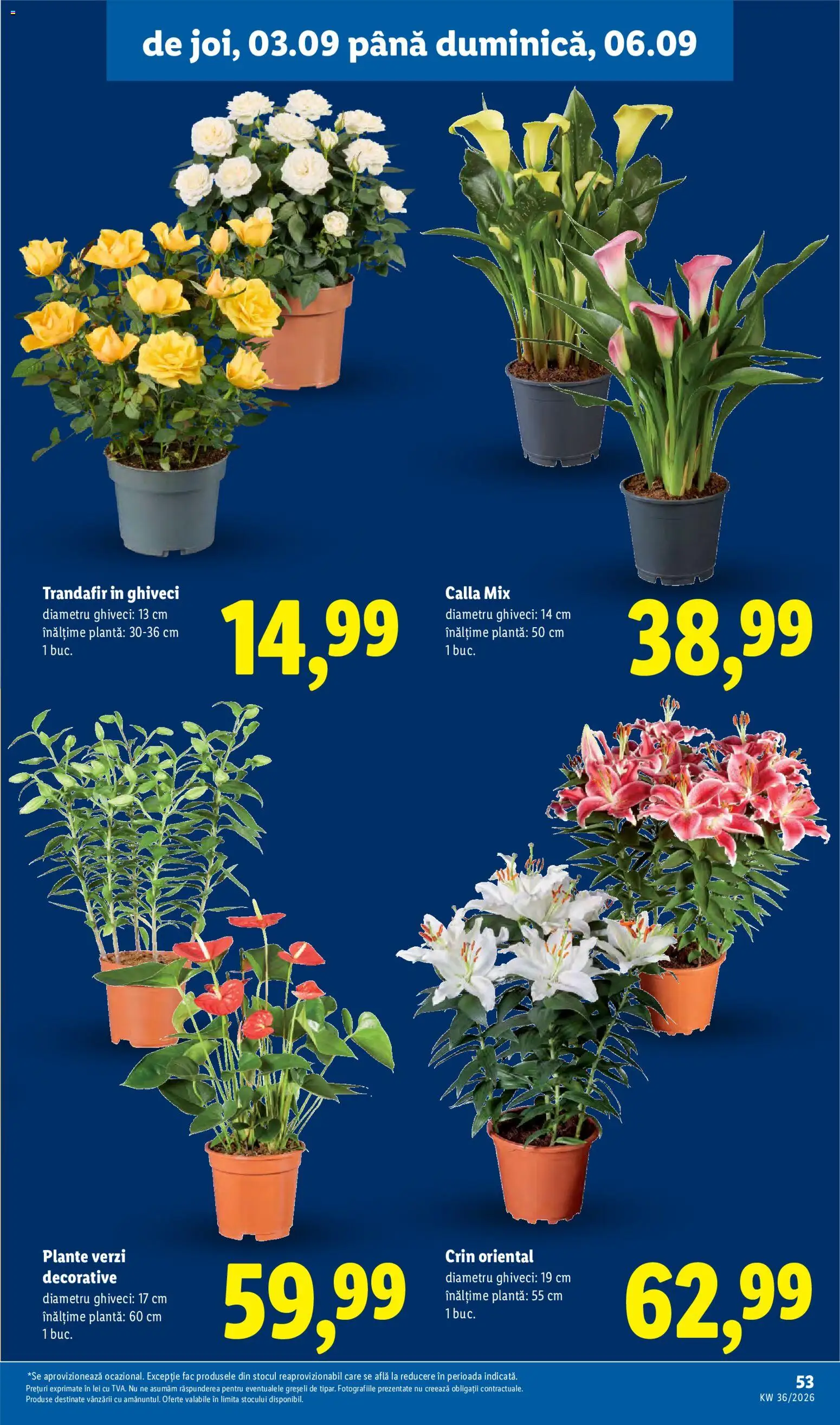 Noul catalog Lidl – valabil de la 31.08.2026 | Pagină: 53