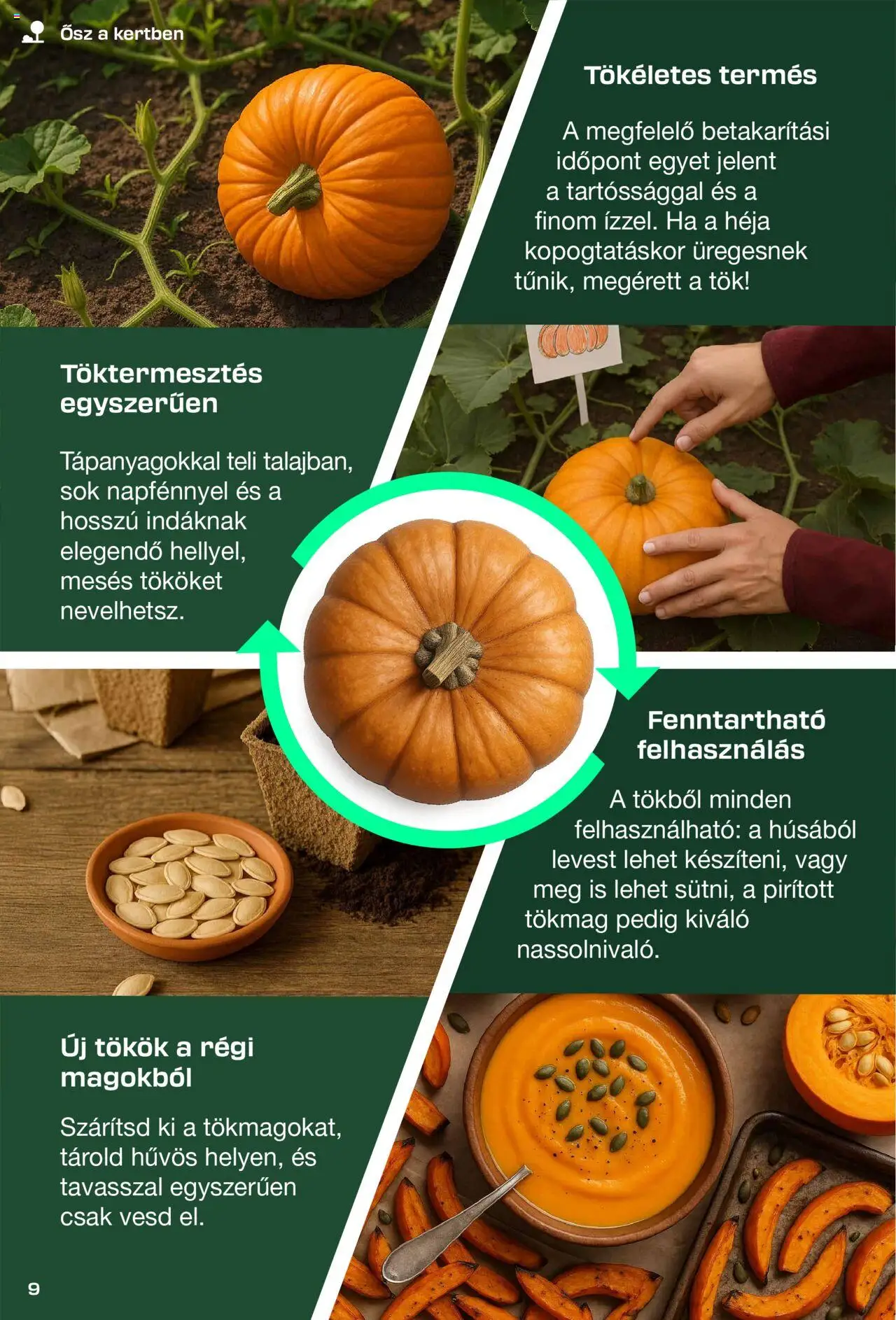 Lidl akciós ujság - amely érvényes a következő dátumtól: 2025.08.26. | Oldal: 9 | Termékek: Tökmag, Tök