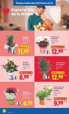 Vista previa Hortensia con decoración, Altura: 50-70 cm. Diámetro: 20 cm. Exterior. válido desde el 27.04.2026 | Página: 46 | Productos: Bolsa, Maceta