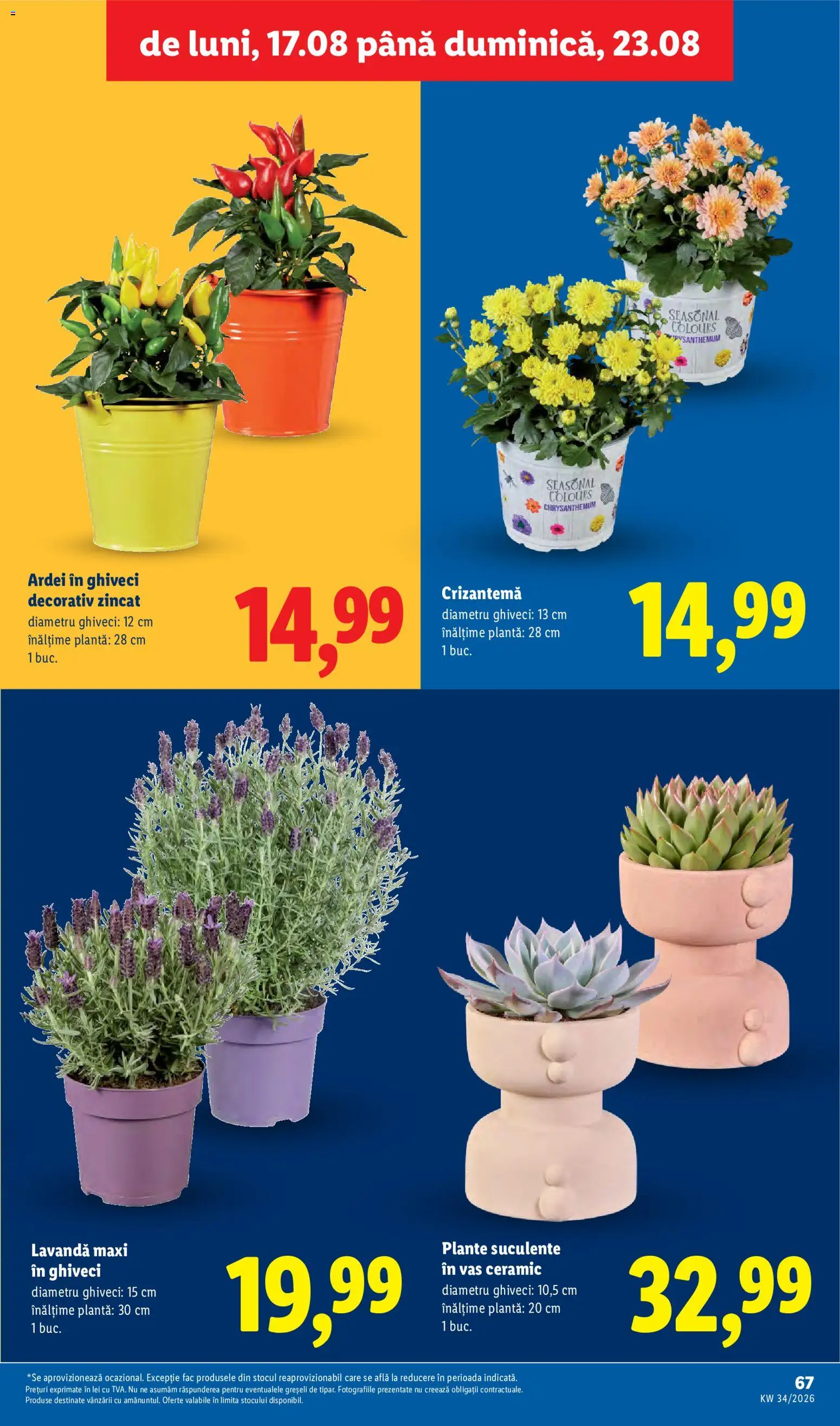 Noul catalog Lidl – valabil de la 17.08.2026 | Pagină: 67 | Produse: Ghiveci, Ardei