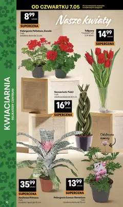 Pogląd oferty "Delikatesy Centrum gazetka" - ważna od 07.05.2026 | Strona: 10 | Produkty: Delikatesy, Doniczki, Tulipany, Kwiaty