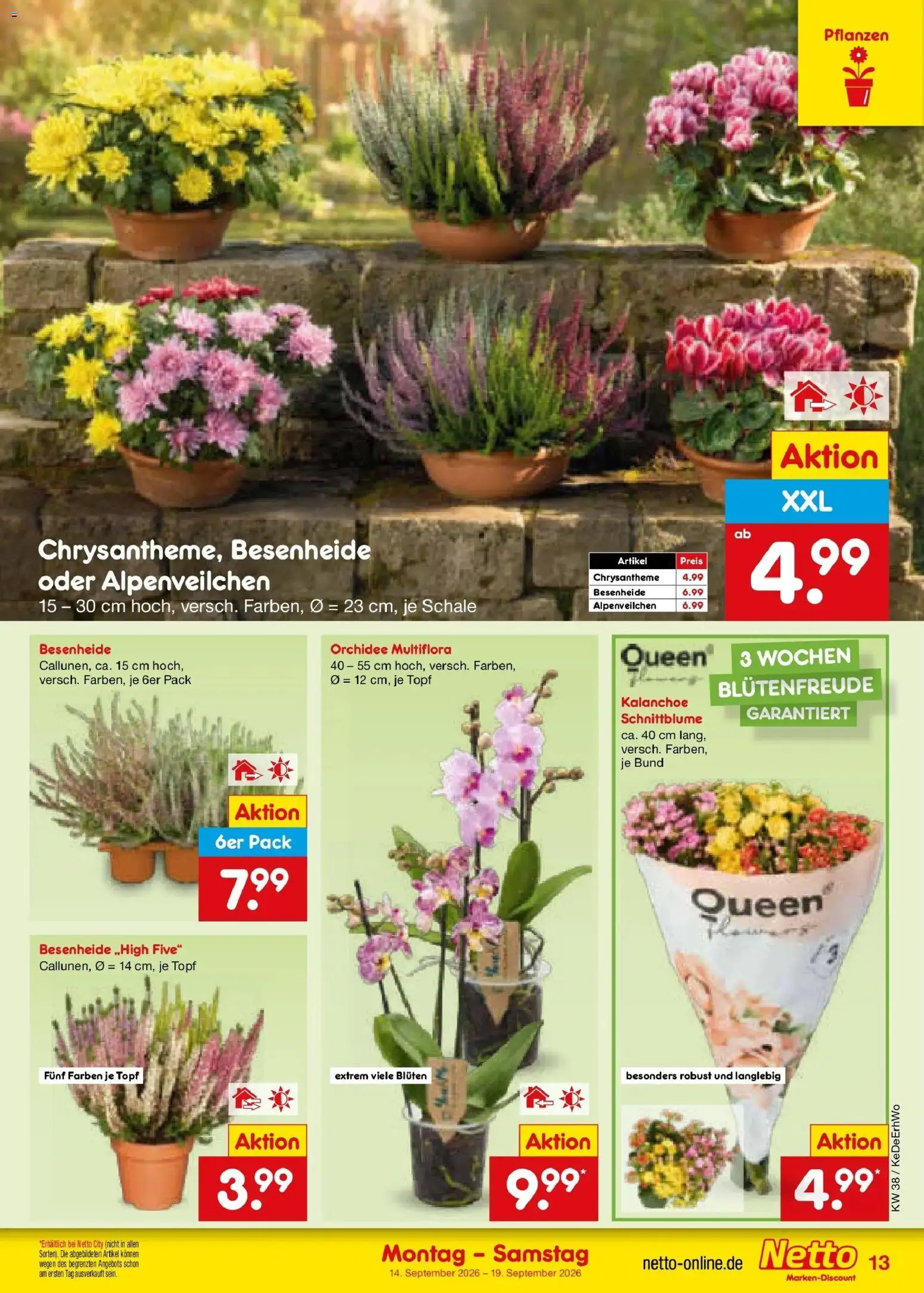 Netto Marken-Discount Prospekt Ludwigshafen-Edigheim – gültig ab 14.09.2026 | Seite: 19 | Produkte: Orchidee