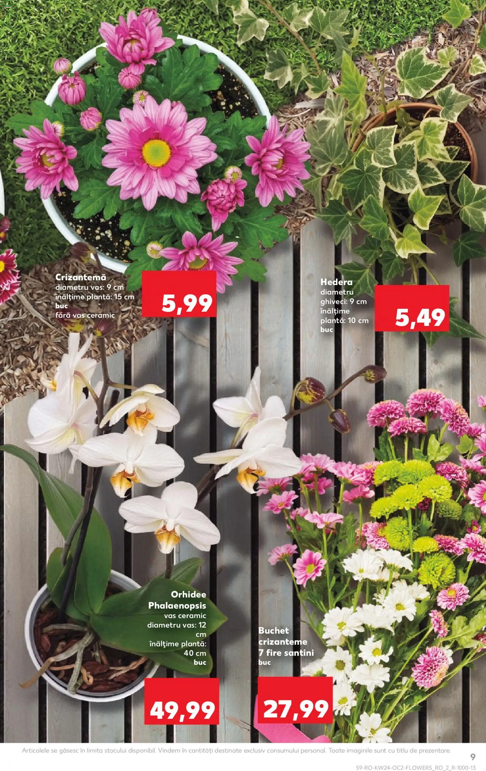Noul catalog Kaufland – valabil de la 10.06.2026 | Pagină: 9 | Produse: Orhidee, Ghiveci