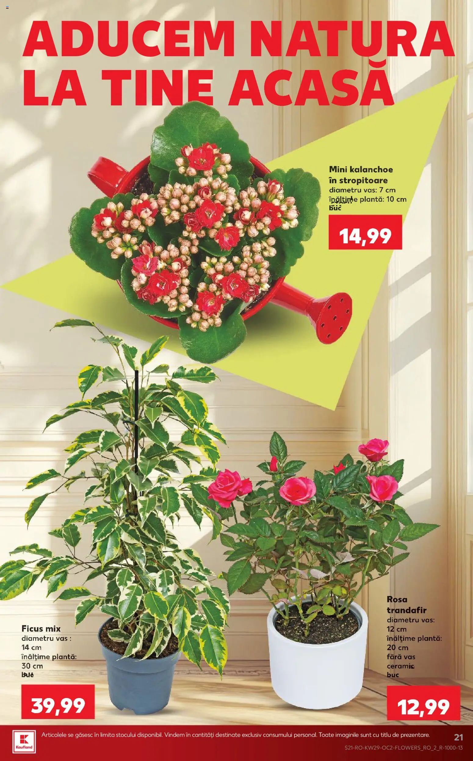 Noul catalog Kaufland – valabil de la 15.07.2026 | Pagină: 21 | Produse: Trandafir