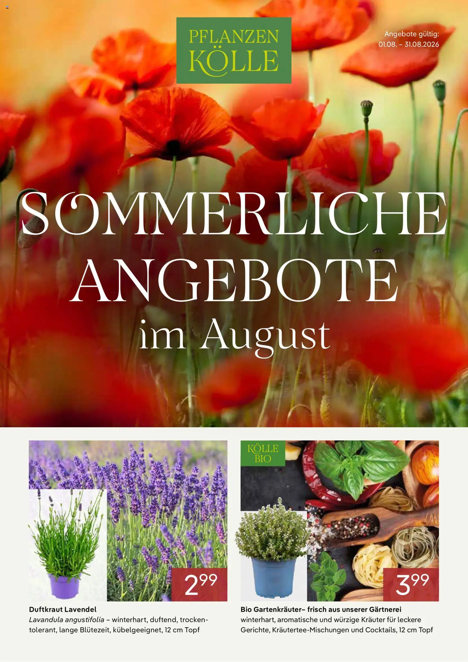 Pflanzen-Kölle Onlineflyer August – gültig ab 01.08.2026 | Seite: 1 | Produkte: Lavendel