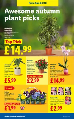 Preview of Weekly offers Lidl England valid from 01/10/2026 | Page: 32 | Products: Pot, Roses, Watch, Orchid