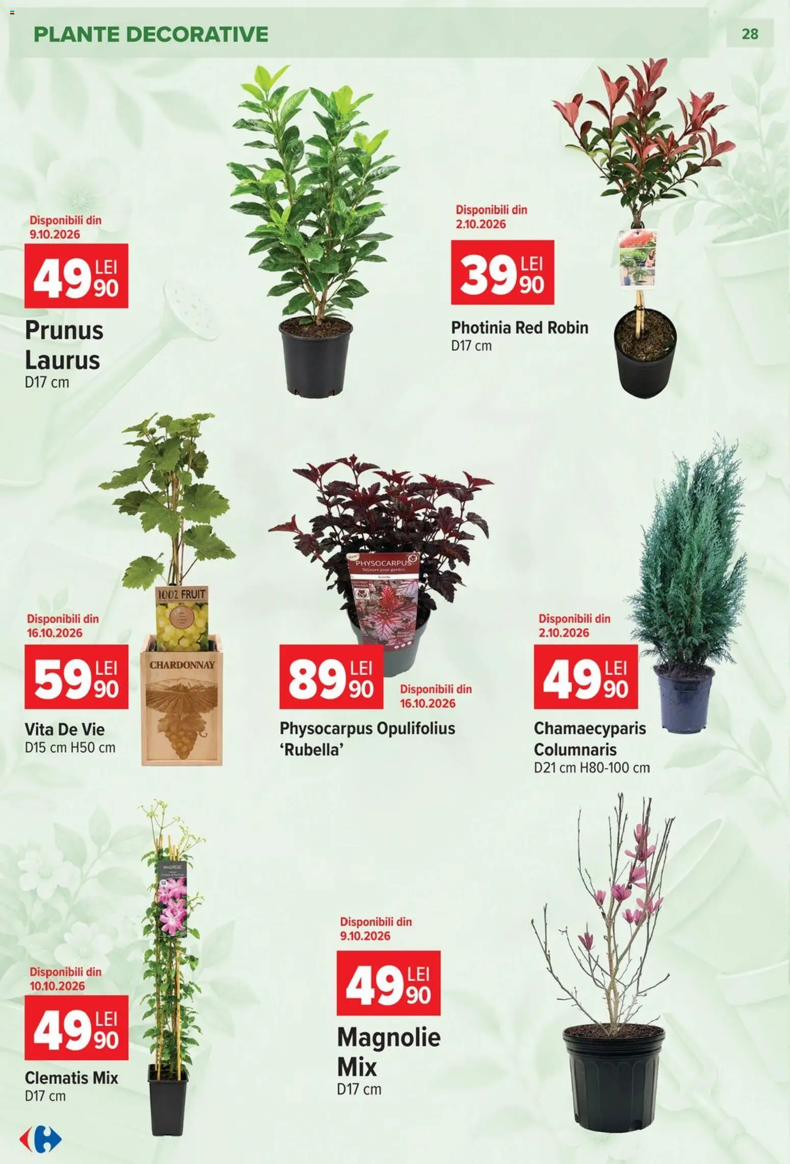 Noul catalog Carrefour – valabil de la 23.09.2026 | Pagină: 28 | Produse: Vită