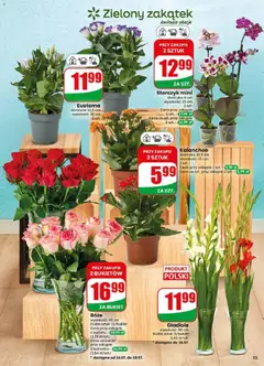 Pogląd oferty "Dino gazetka" - ważna od 15.07.2026 | Strona: 55 | Produkty: Doniczka, Kalanchoe, Storczyk