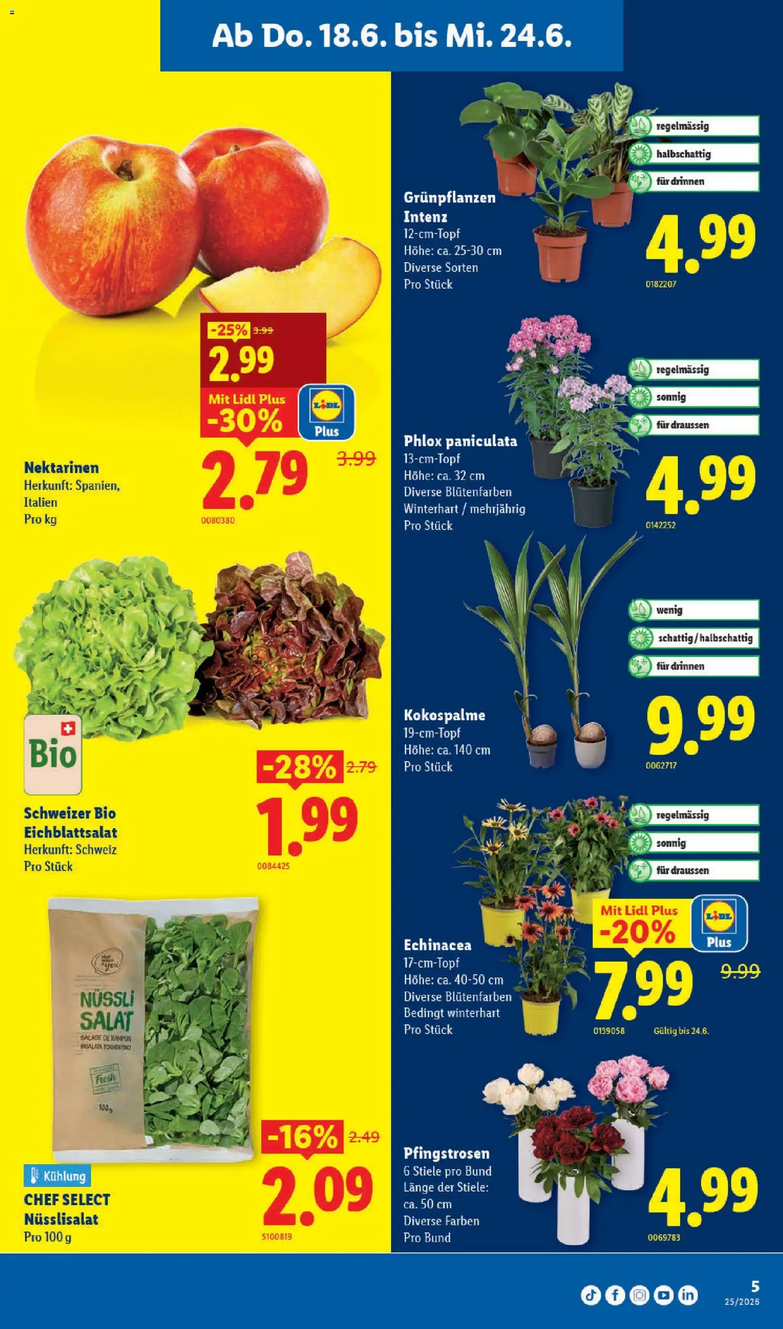 Lidl aktionen – gültig ab 18.06.2026 | Seite: 5 | Produkte: Nektarinen, Salat