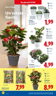 Anteprima del volantino Cactus o succulente, Vaso di zinco Ø 8,5 cm, Altezza 18-22 cm valido a partire dal 27/08/2026 | Pagina: 32 | Prodotti: Fiori, Cactus, Crisantemi, Vaso