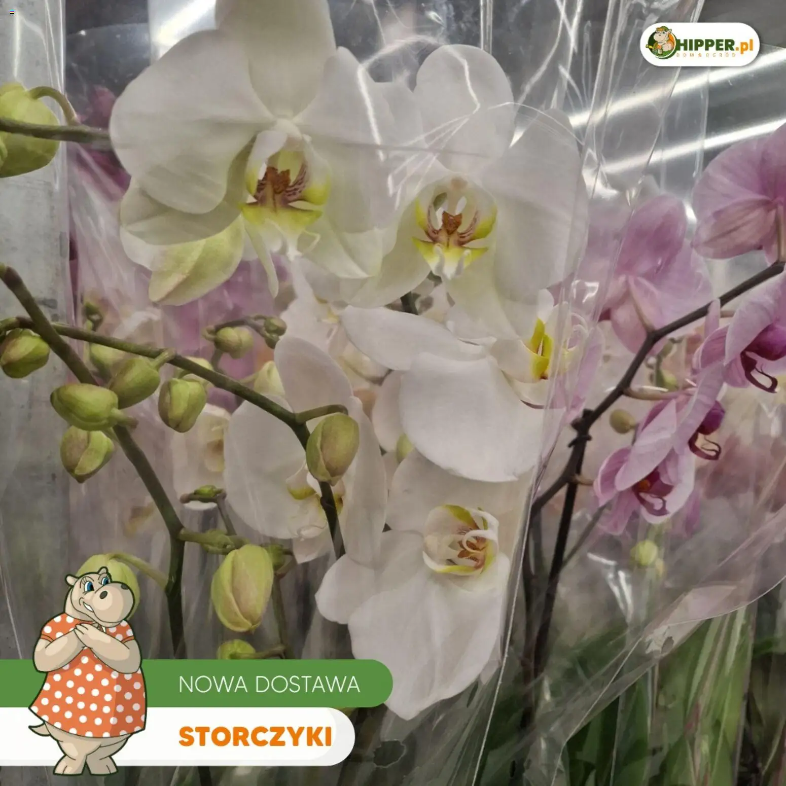 Hipper gazetka od 15.05.2026 | Strona: 13 | Produkty: Storczyki