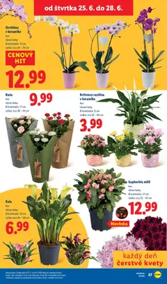Lidl leták platný od 22.06.2026 | Strana: 78 | Produkty: Kvety, Orchidea