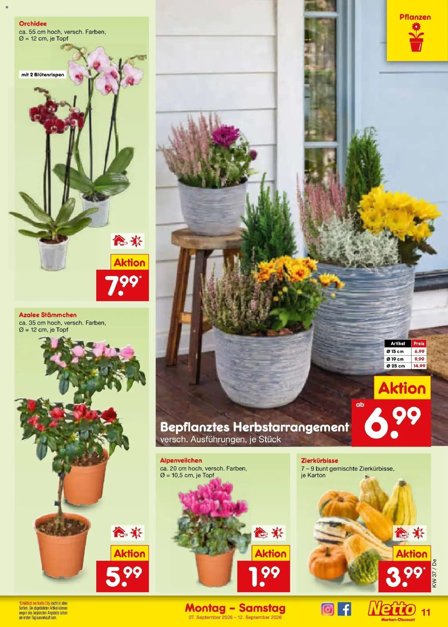 Netto Marken-Discount Prospekt Stuttgart – gültig ab 07.09.2026 | Seite: 17 | Produkte: Orchidee
