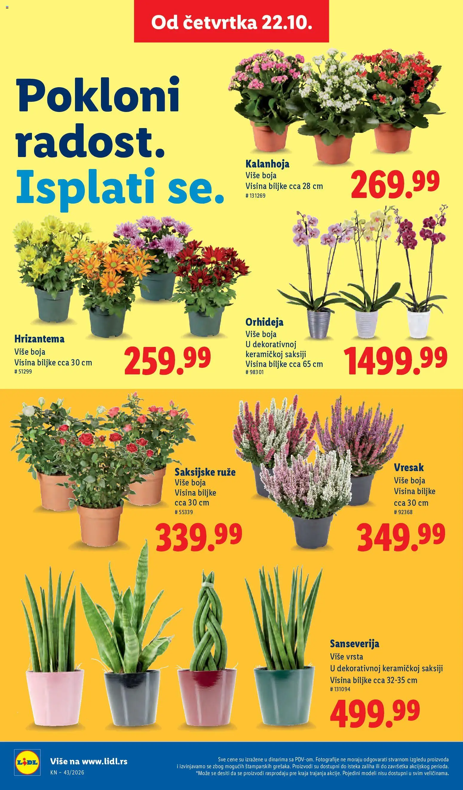 Lidl katalog - važi od 22.10.2026 | Strana: 70 | Proizvode: Kalanhoja, Hrizantema, Orhideja, Ruze